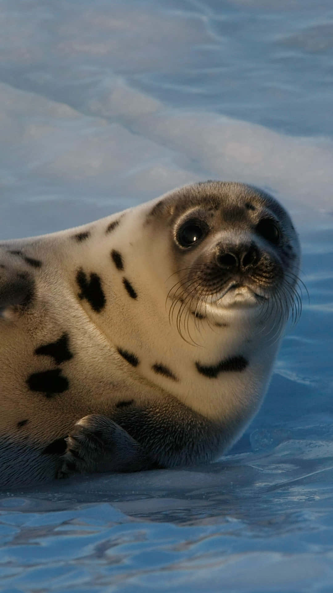 crabeater seal, icy blue water, spotted seal pup, Full HD Phone Wallpaper