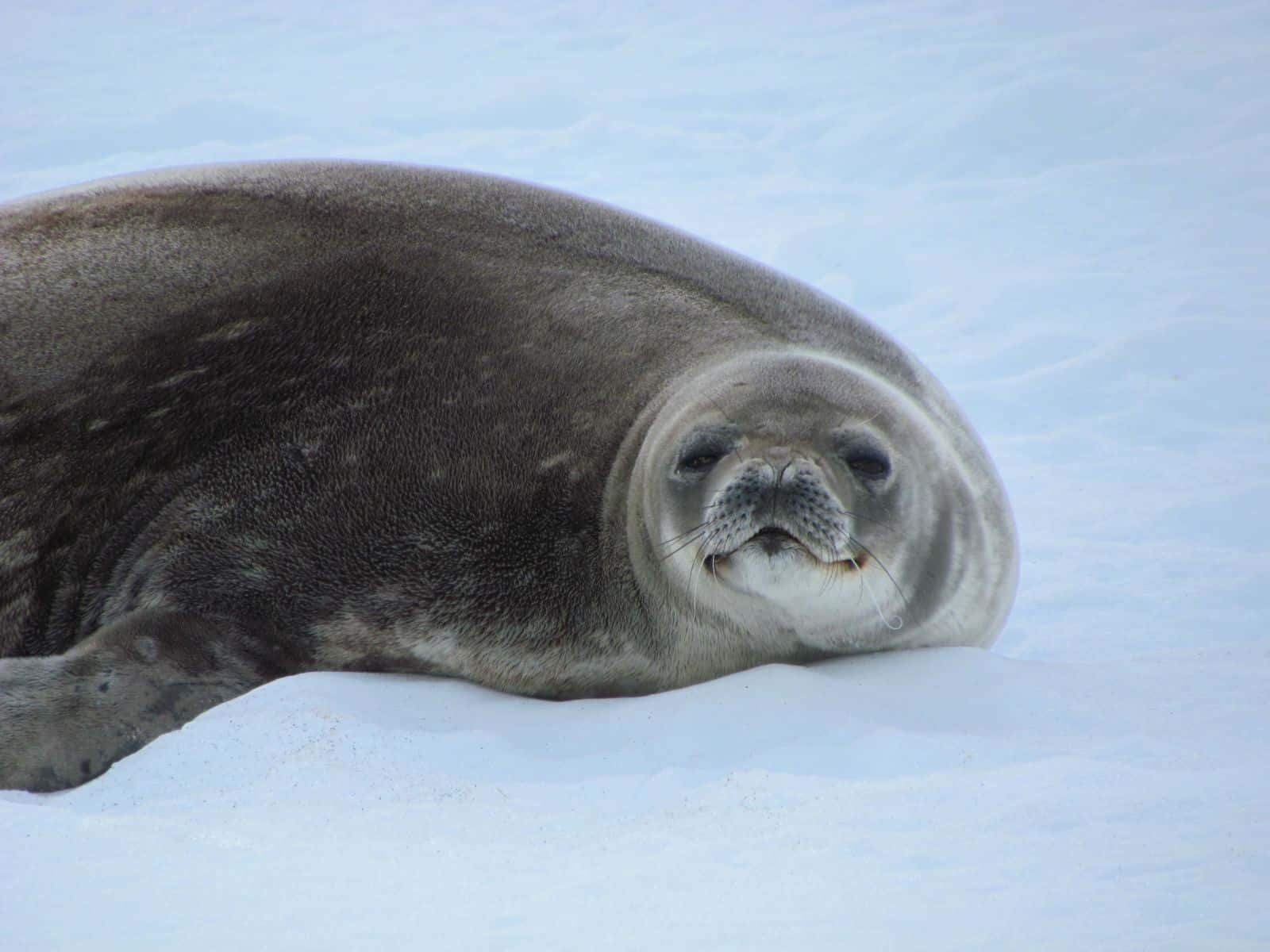 crabeater seal, snowy Arctic ice floe, whiskered face, HD Desktop Wallpaper
