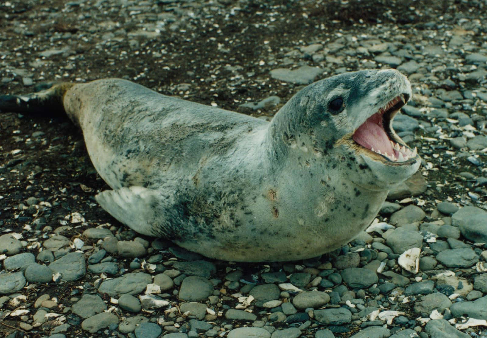 Crabeater Seal, pebble beach, rocky shore, HD Desktop Wallpaper
