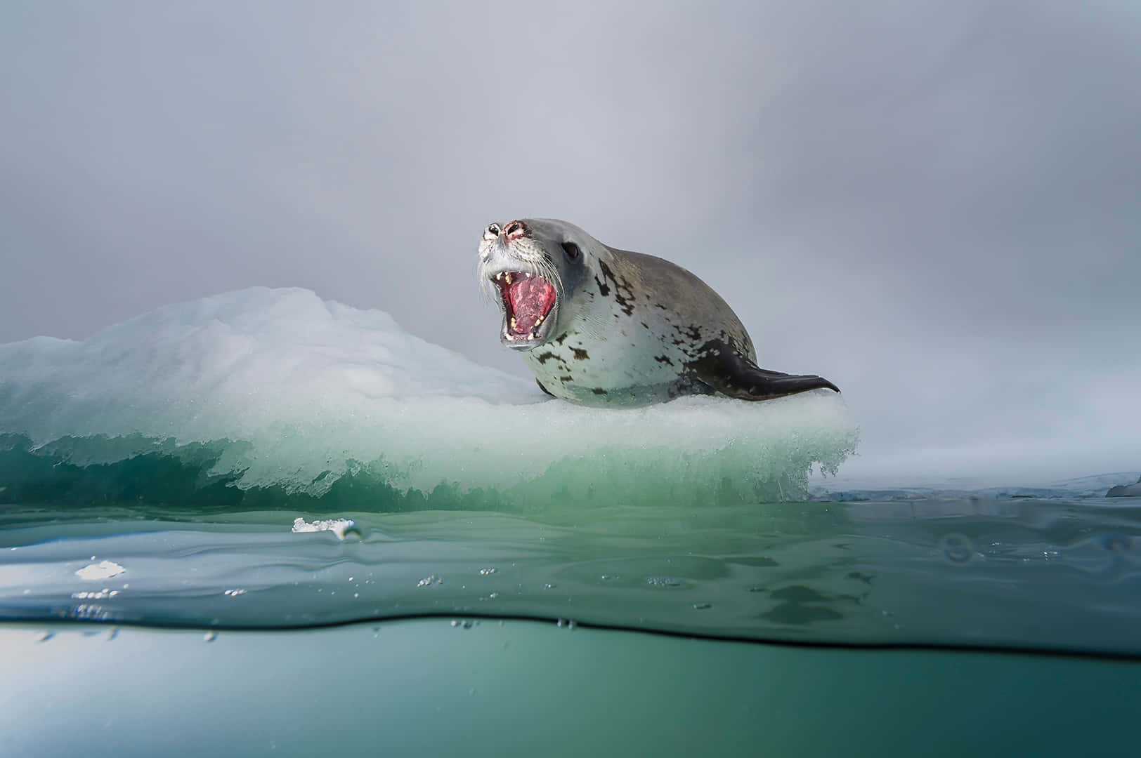 Crabeater Seal, iceberg, translucent ice floe, HD Desktop Wallpaper