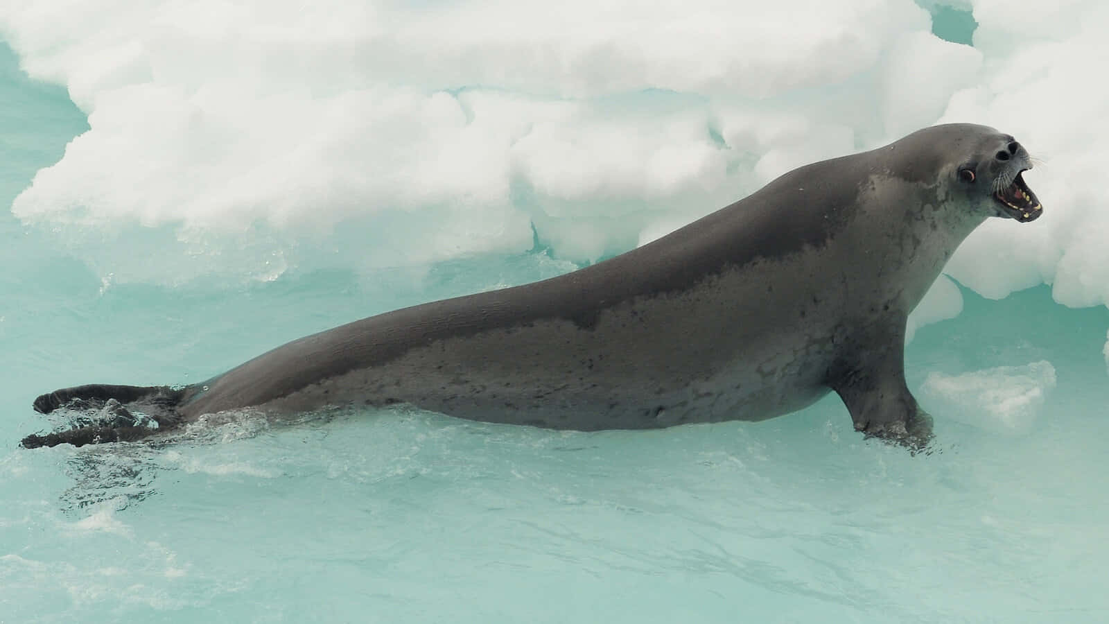 crabeater seal, iceberg, turquoise Arctic water, HD Desktop Wallpaper