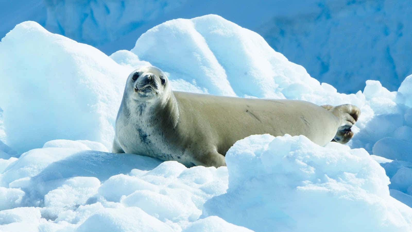 crabeater seal, iceberg, sunlit, HD Desktop Wallpaper
