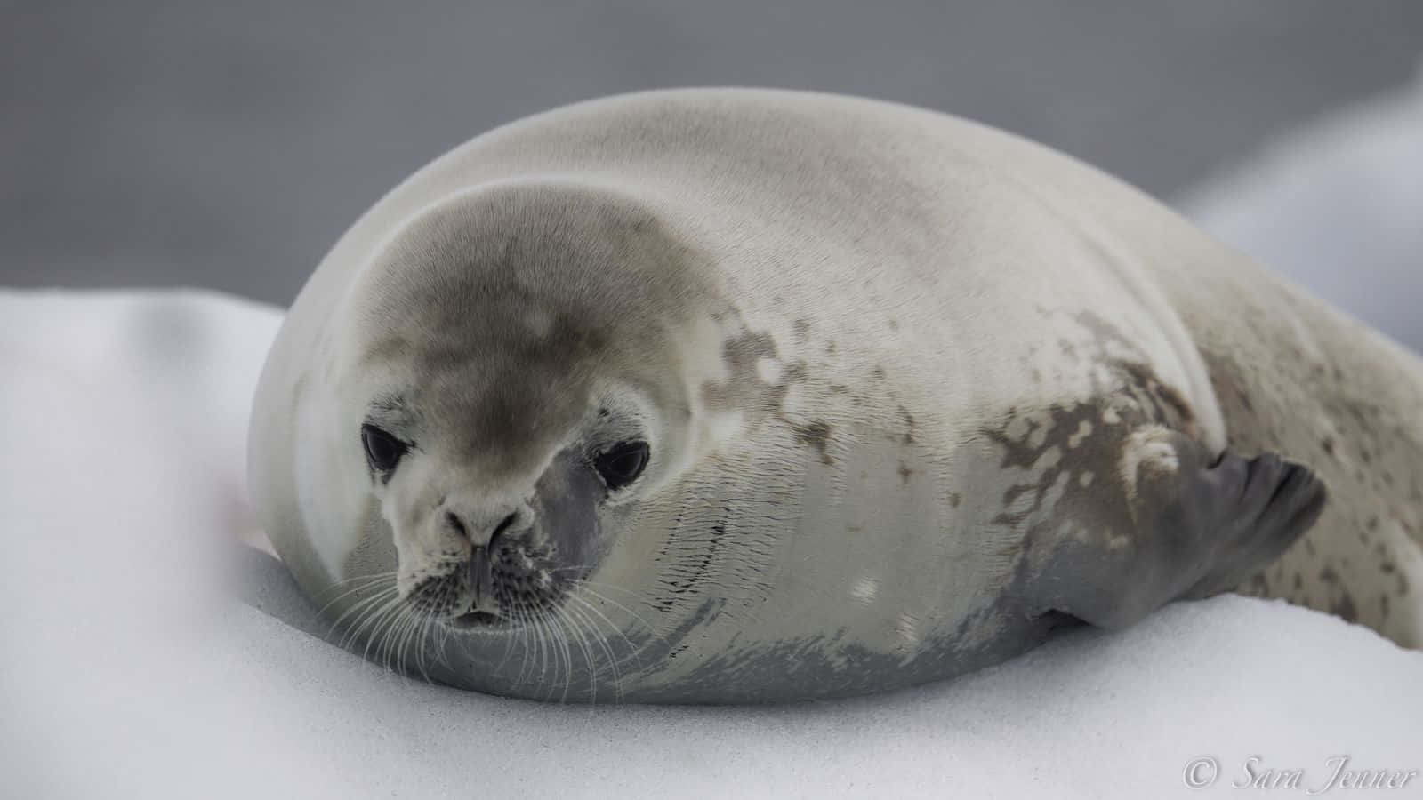 Crabeater Seal, gray seal, dark spots, HD Desktop Wallpaper
