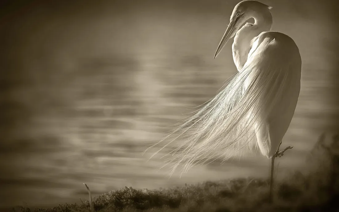Crane Bird Wallpapers