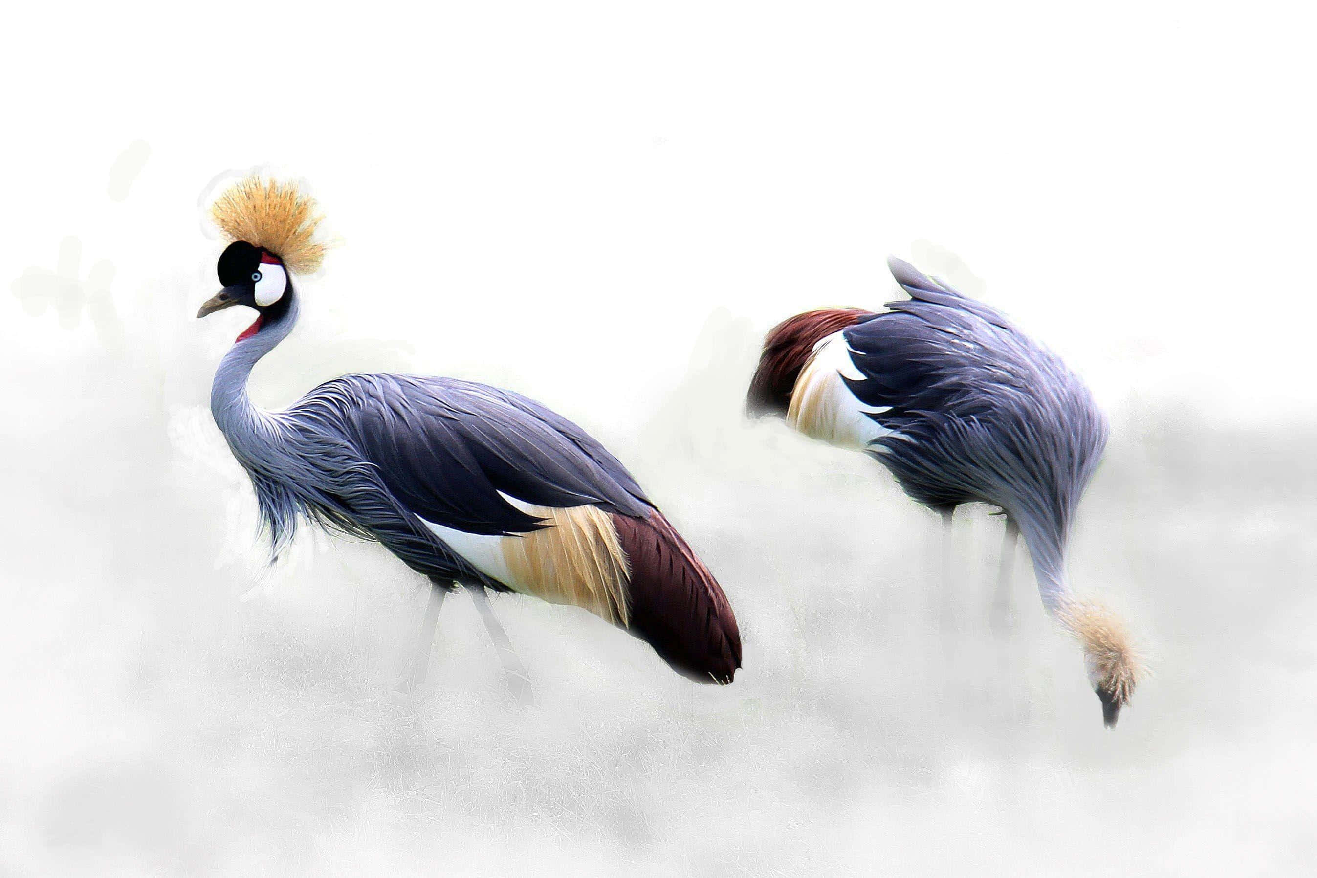 crowned cranes, golden crests, gray plumage, 2K Desktop Wallpaper