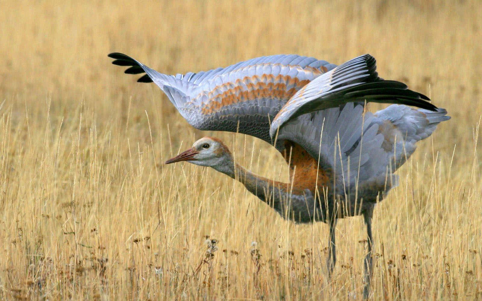 crane, wings, golden grassy field, HD Desktop Wallpaper