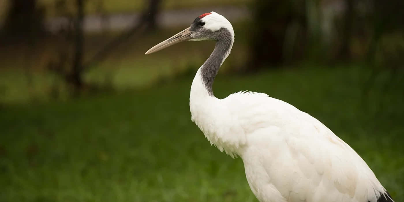 white crane, red crown, lush green grass, HD Desktop Wallpaper