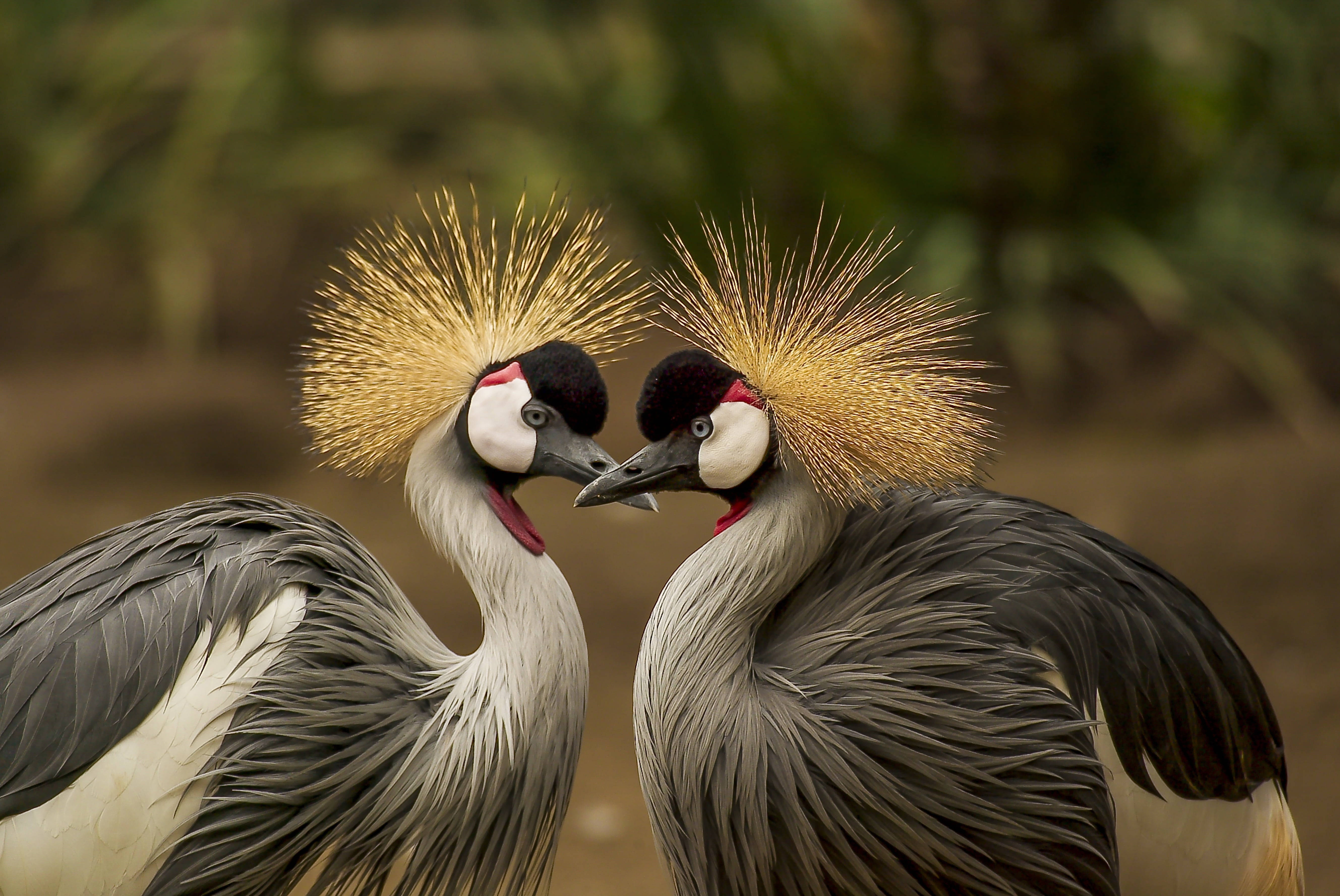 crane love birds, crowned cranes, golden crests, 5K Desktop Wallpaper