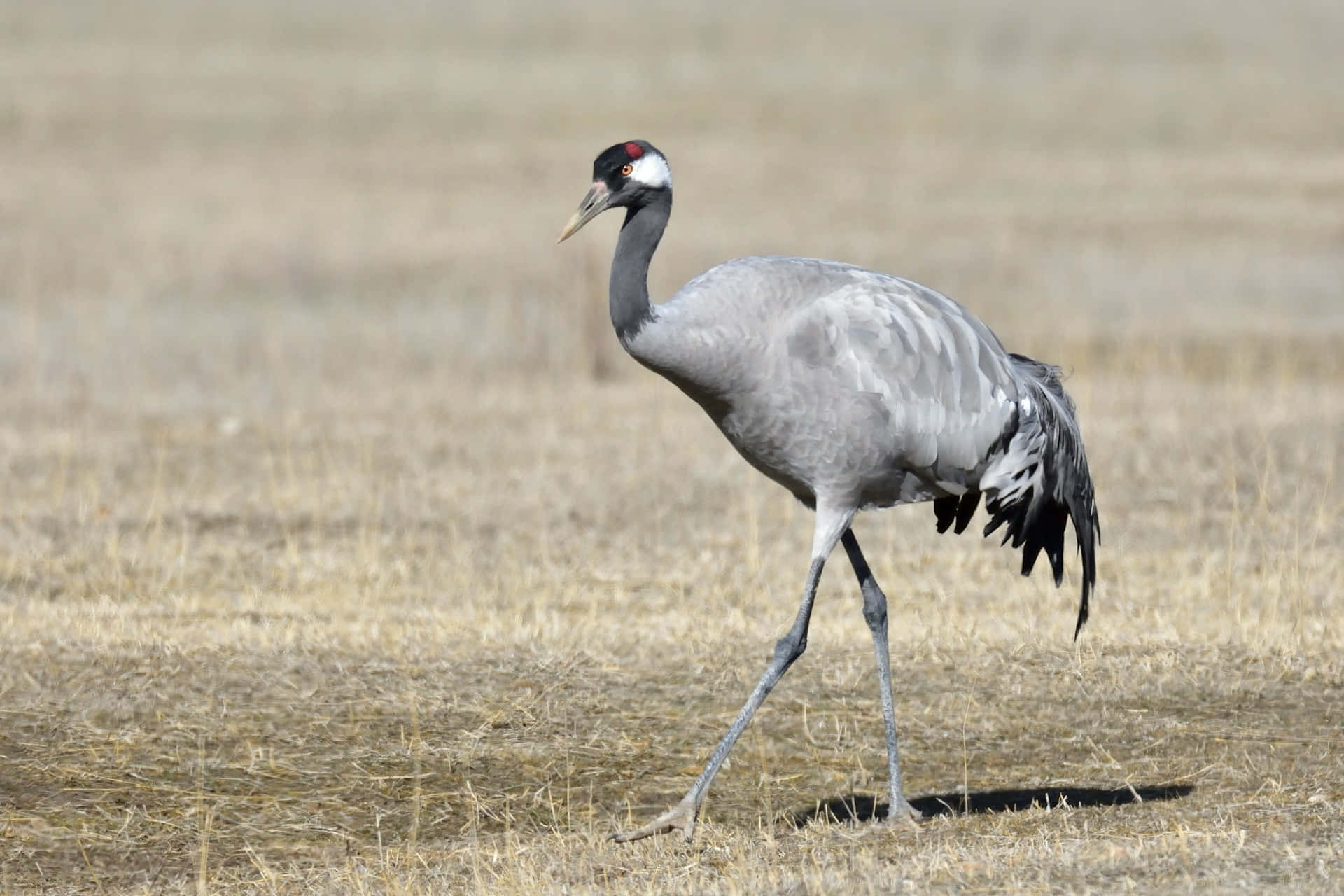 crane, gray crane, black head, Full HD Desktop Wallpaper