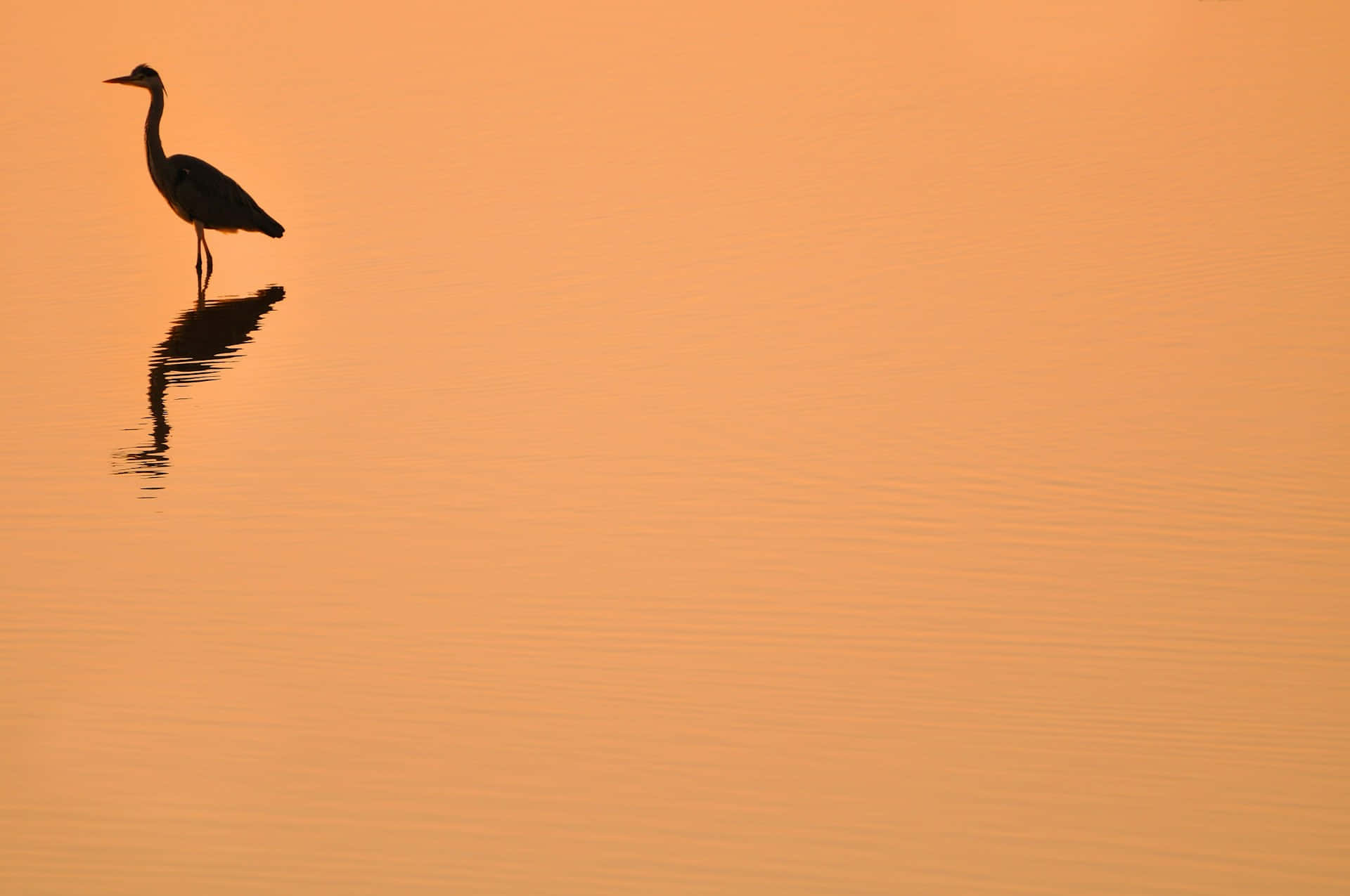 crane, sunset, calm water, Full HD Desktop Wallpaper