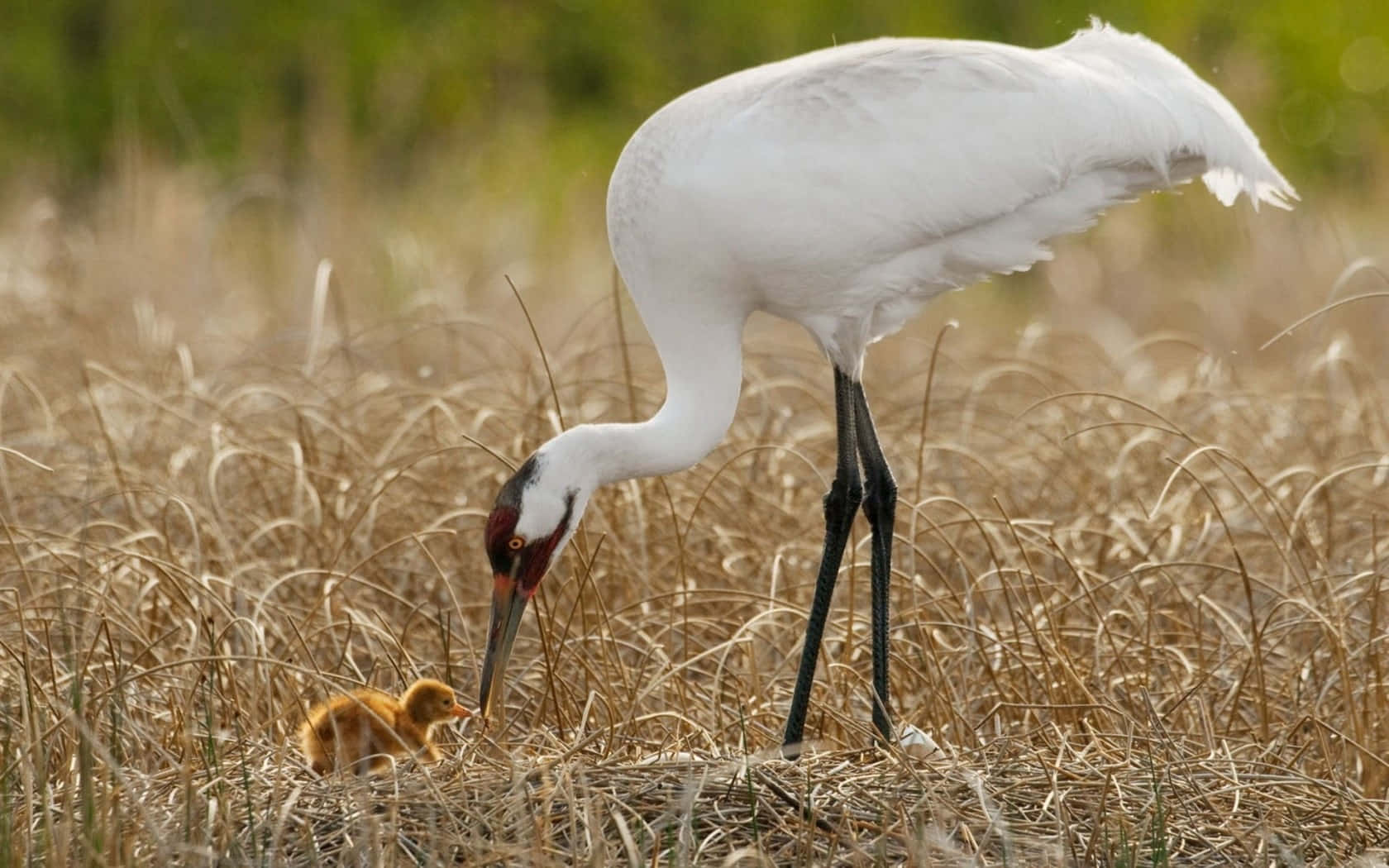 White Crane, fluffy orange chick, tall golden grass, HD Desktop Wallpaper