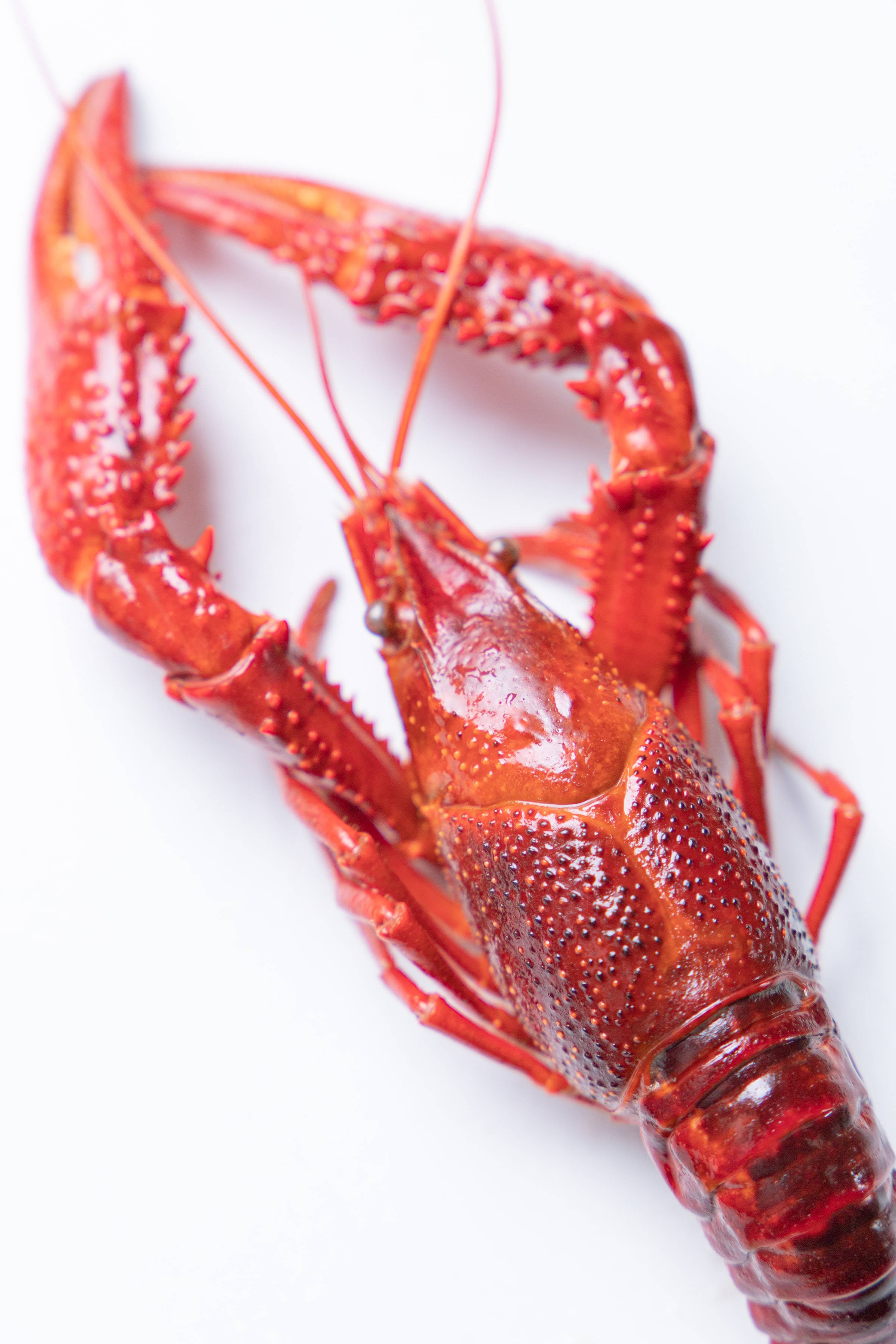 Red Crayfish, white background, vibrant red, 2K Phone Wallpaper