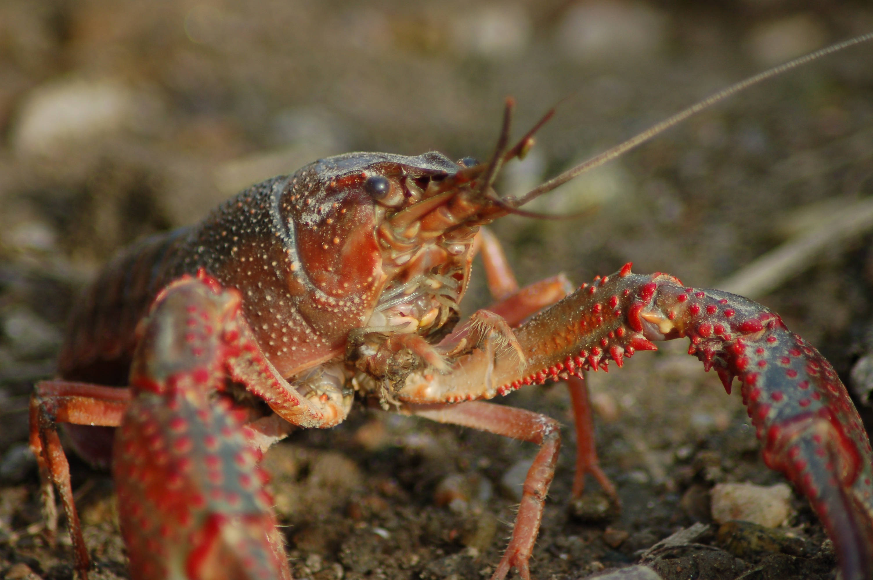 crayfish, red-spotted crayfish, rocky soil, 2K Desktop Wallpaper