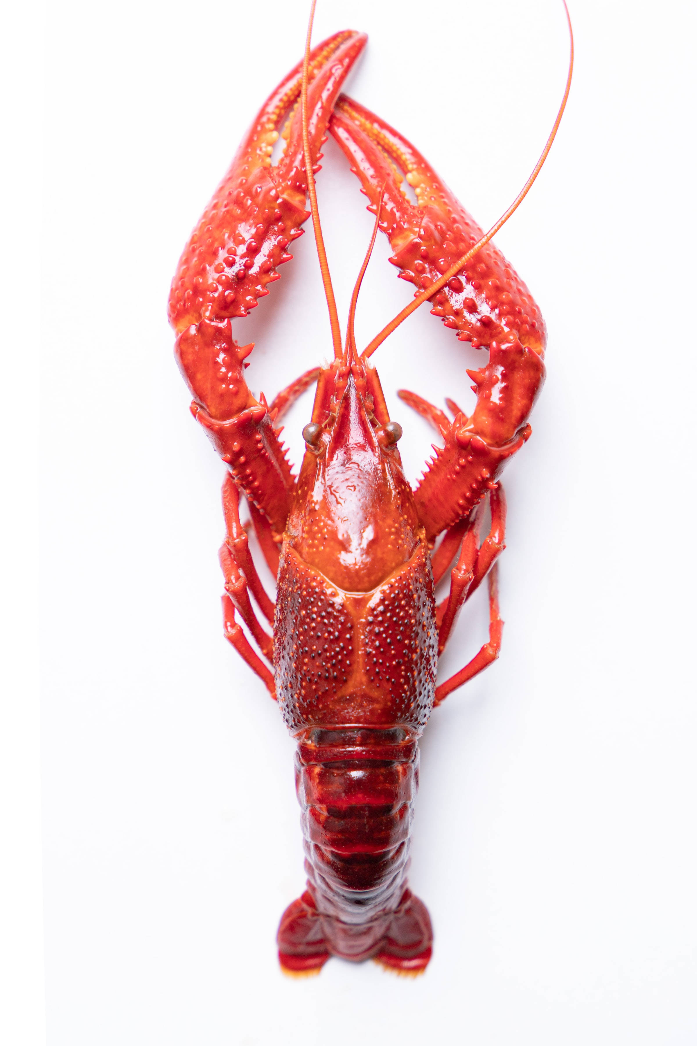 red crayfish, cooked crawfish, detailed claws, 2K Phone Wallpaper