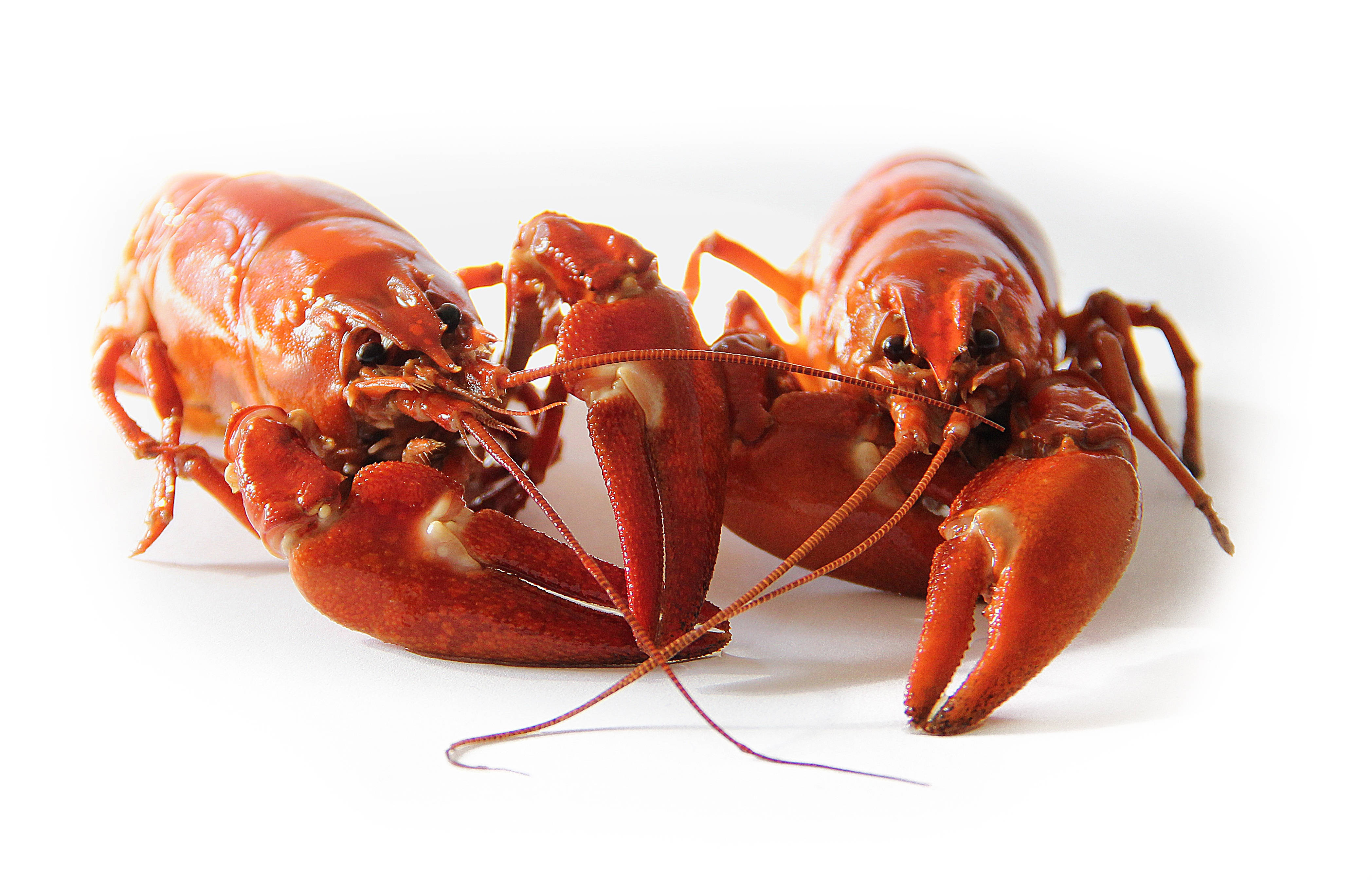 Crayfish, seafood, white surface, 4K Desktop Wallpaper
