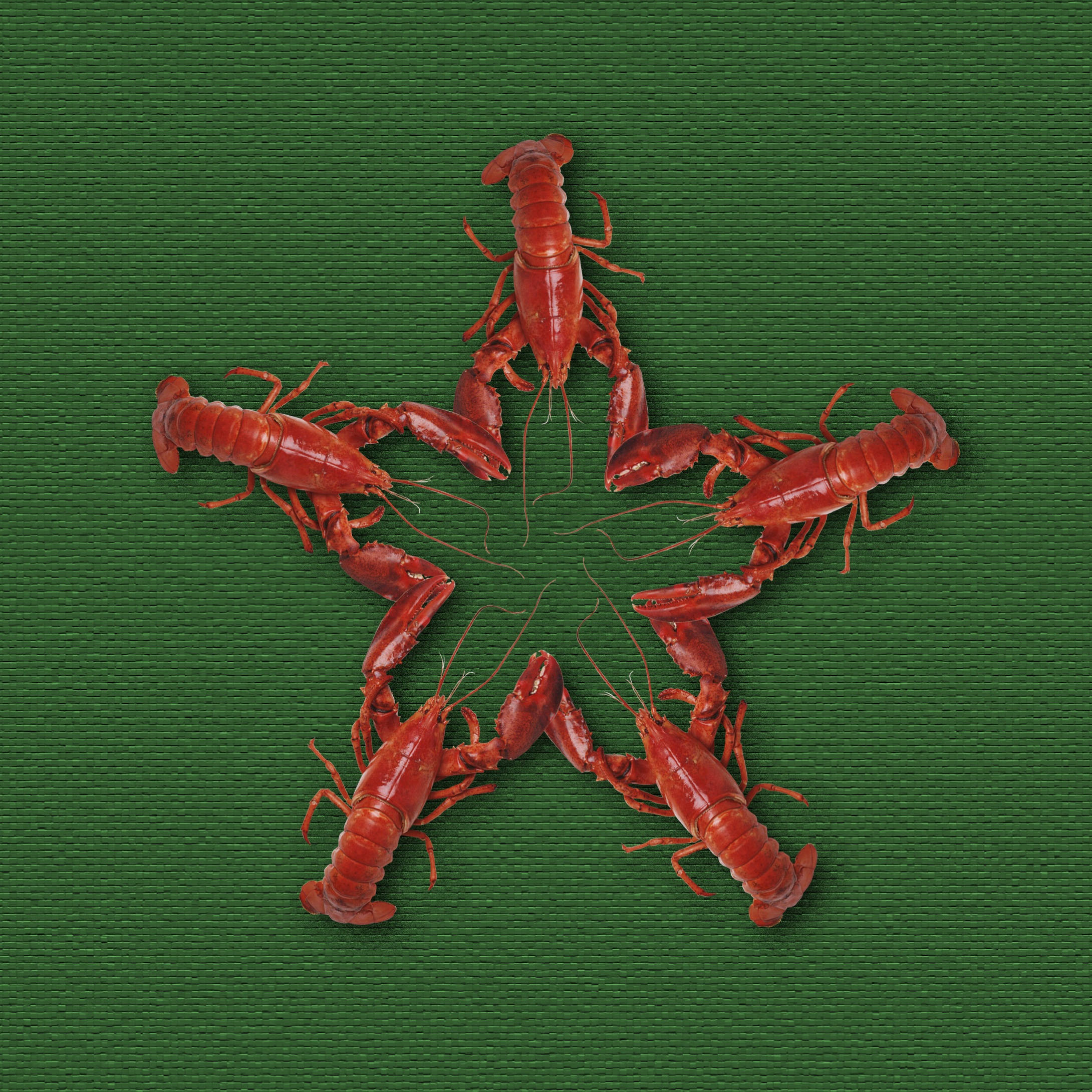 Crayfish, star shape, bright red, Full HD Desktop Wallpaper