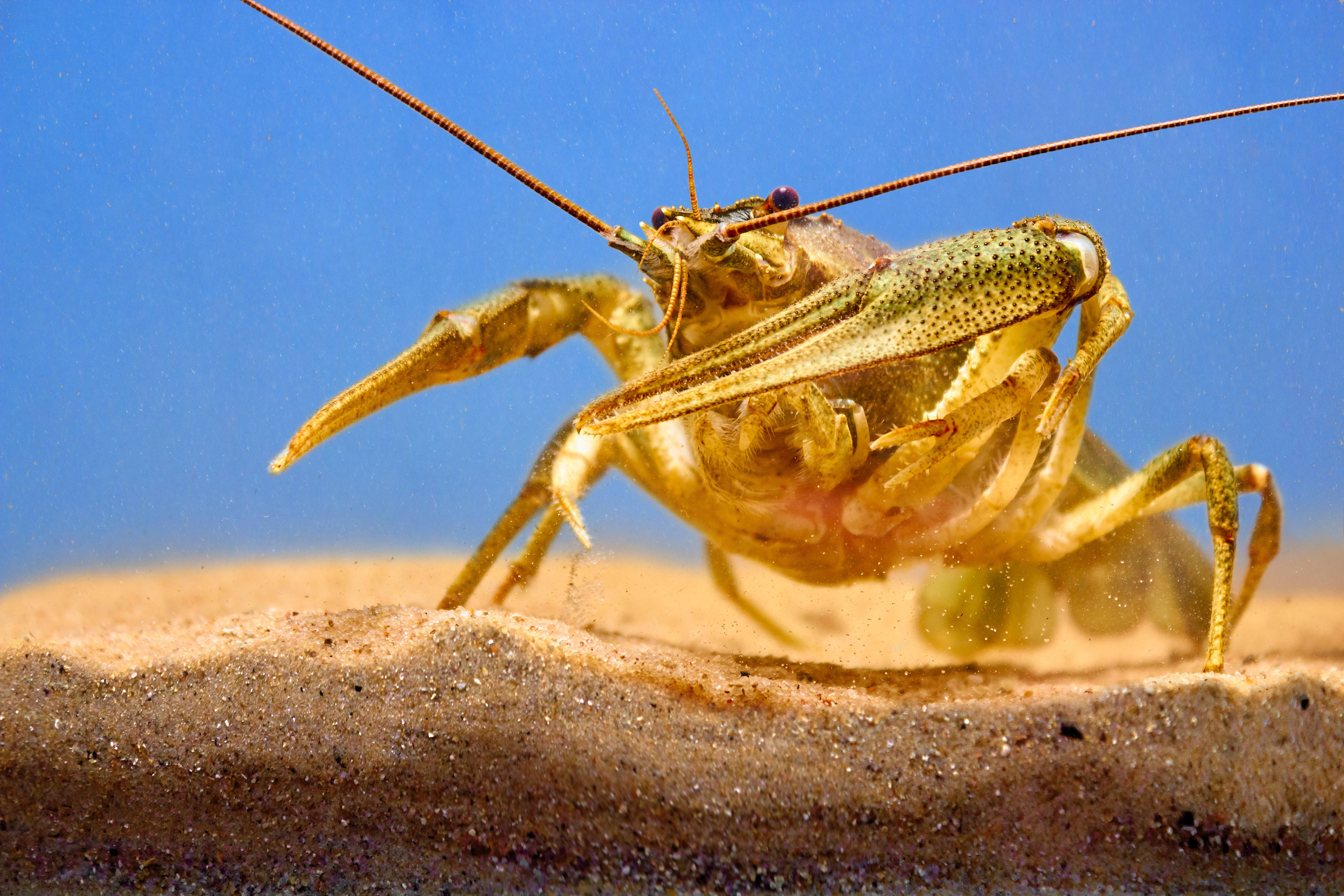 gold crayfish, sandy bottom, clear blue water, 5K Desktop Wallpaper