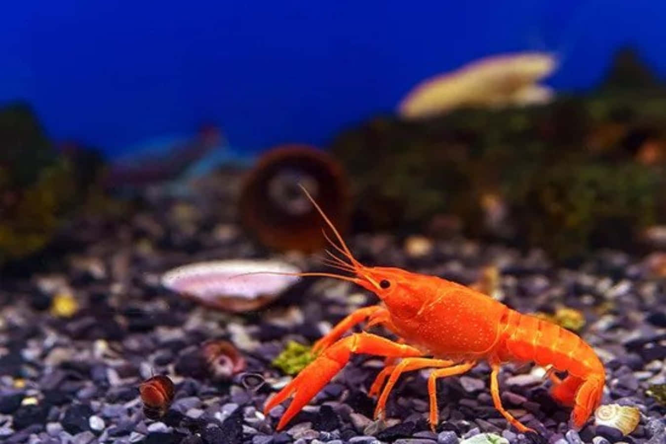 vibrant orange crayfish, dark gravel, blue aquarium, HD Desktop Wallpaper
