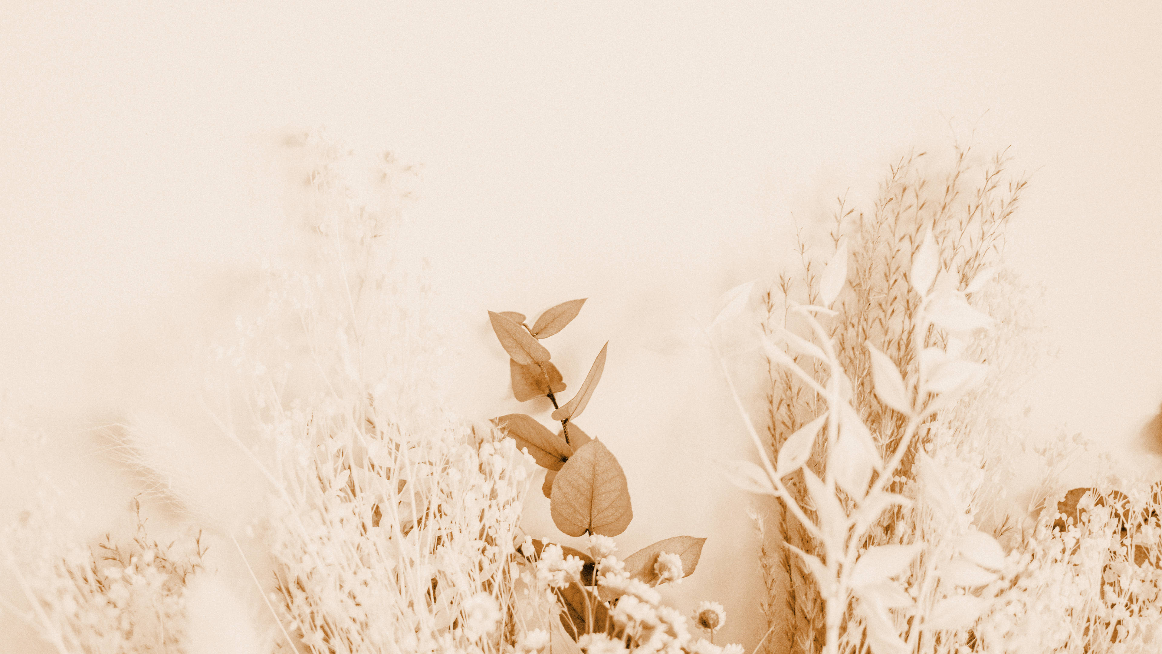 Cream Aesthetic, soft beige, dried grasses, 4K Desktop Wallpaper
