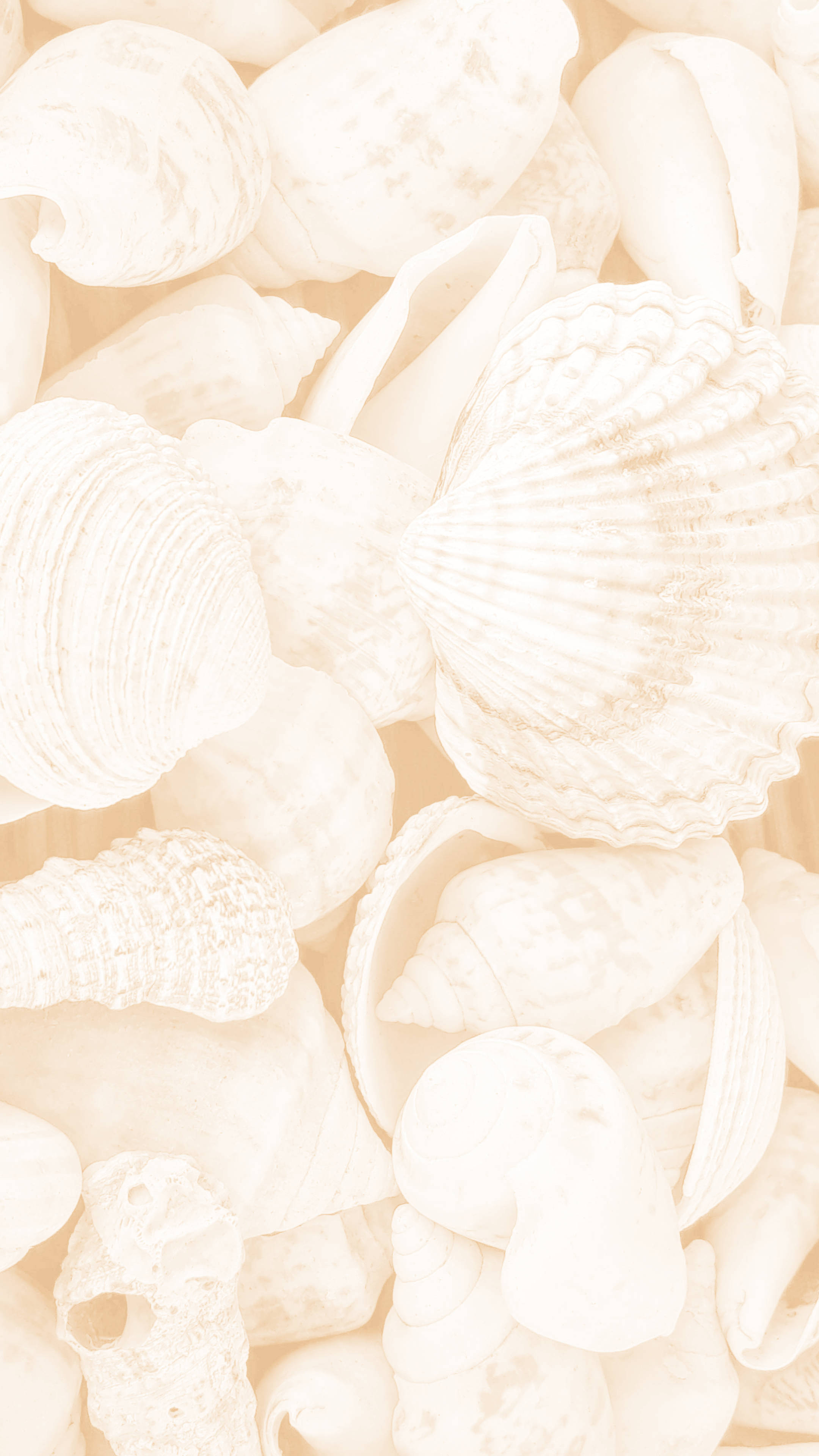 Cream Aesthetic, seashells, soft beige, 4K Phone Wallpaper