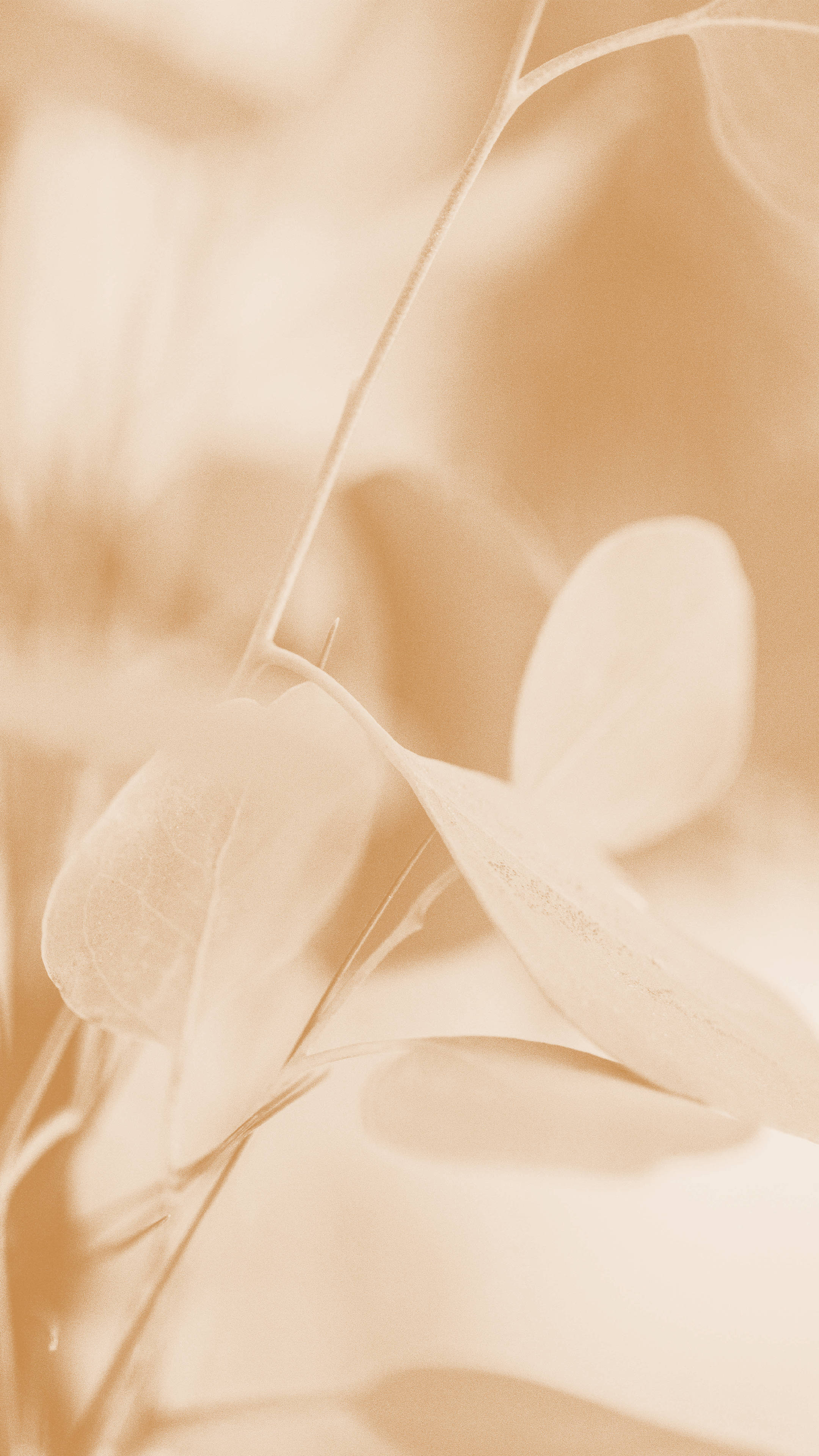 Cream Aesthetic, beige, golden tones, 4K Phone Wallpaper