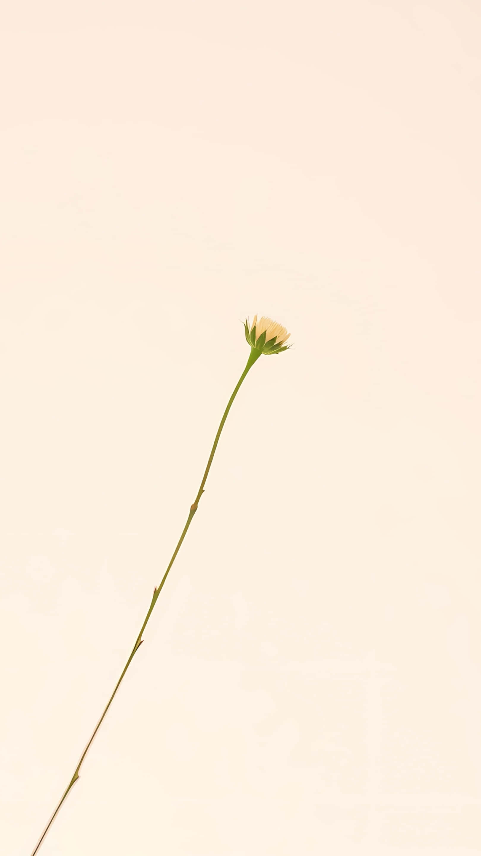 minimalist, single flower stem, beige background, 2K Phone Wallpaper
