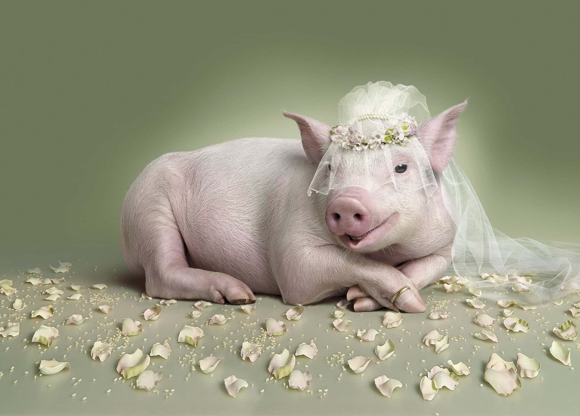 pink pig, floral veil, ring, Full HD Desktop Wallpaper