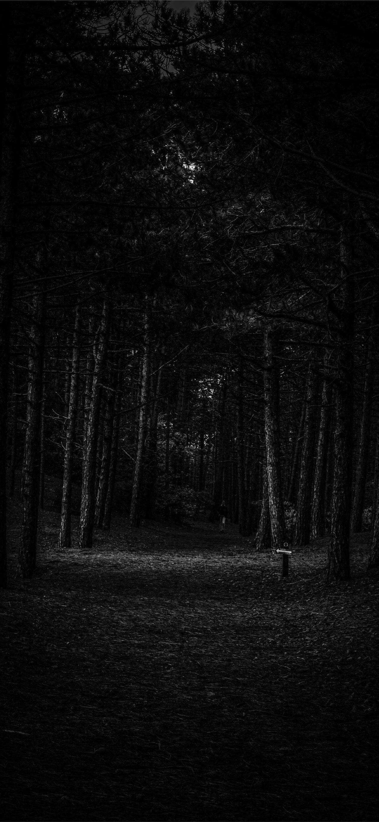 Scary Forest iPhone, narrow path, dense dark forest, 2K Phone Wallpaper