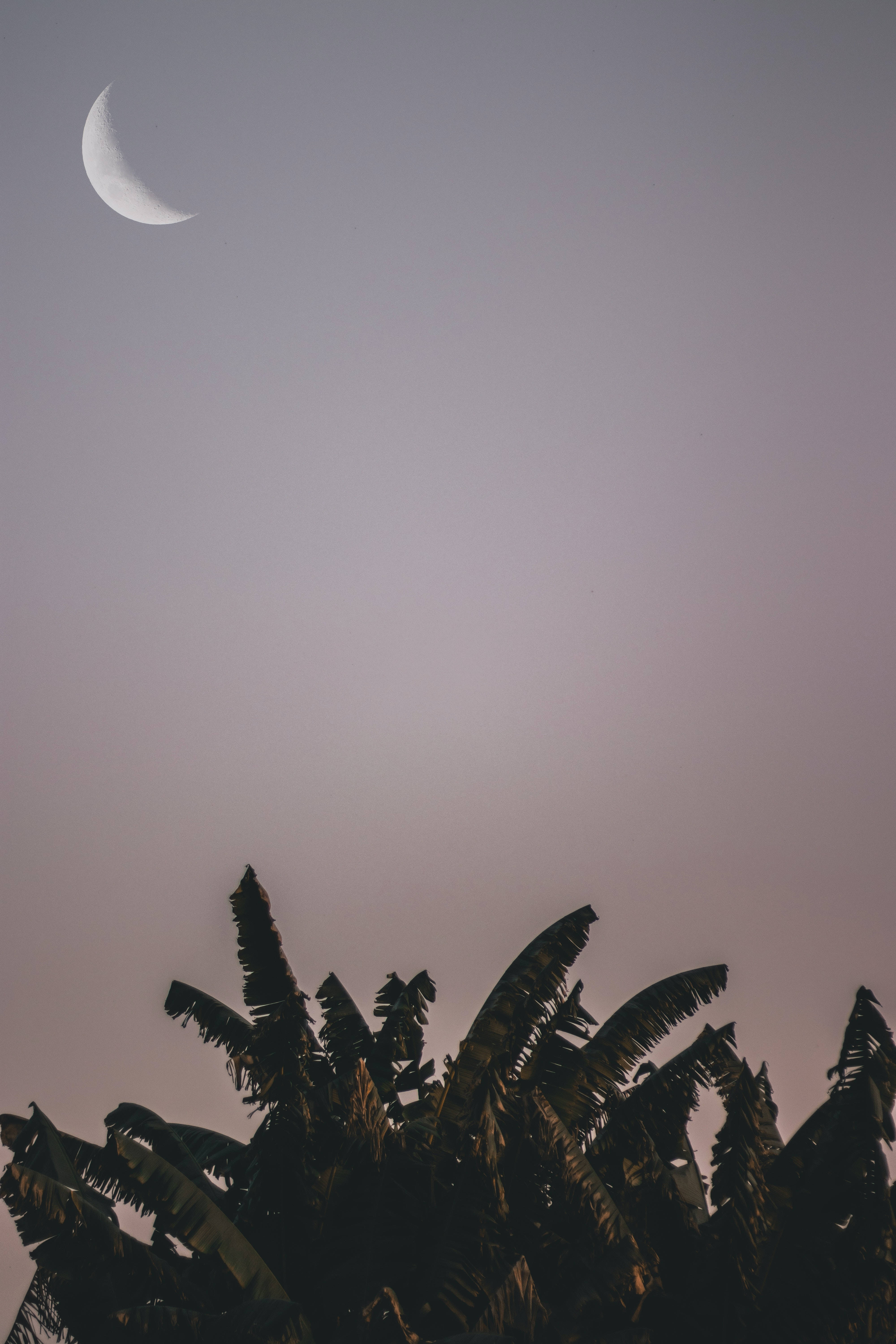 crescent moon, banana trees, purple twilight sky, 5K Phone Wallpaper