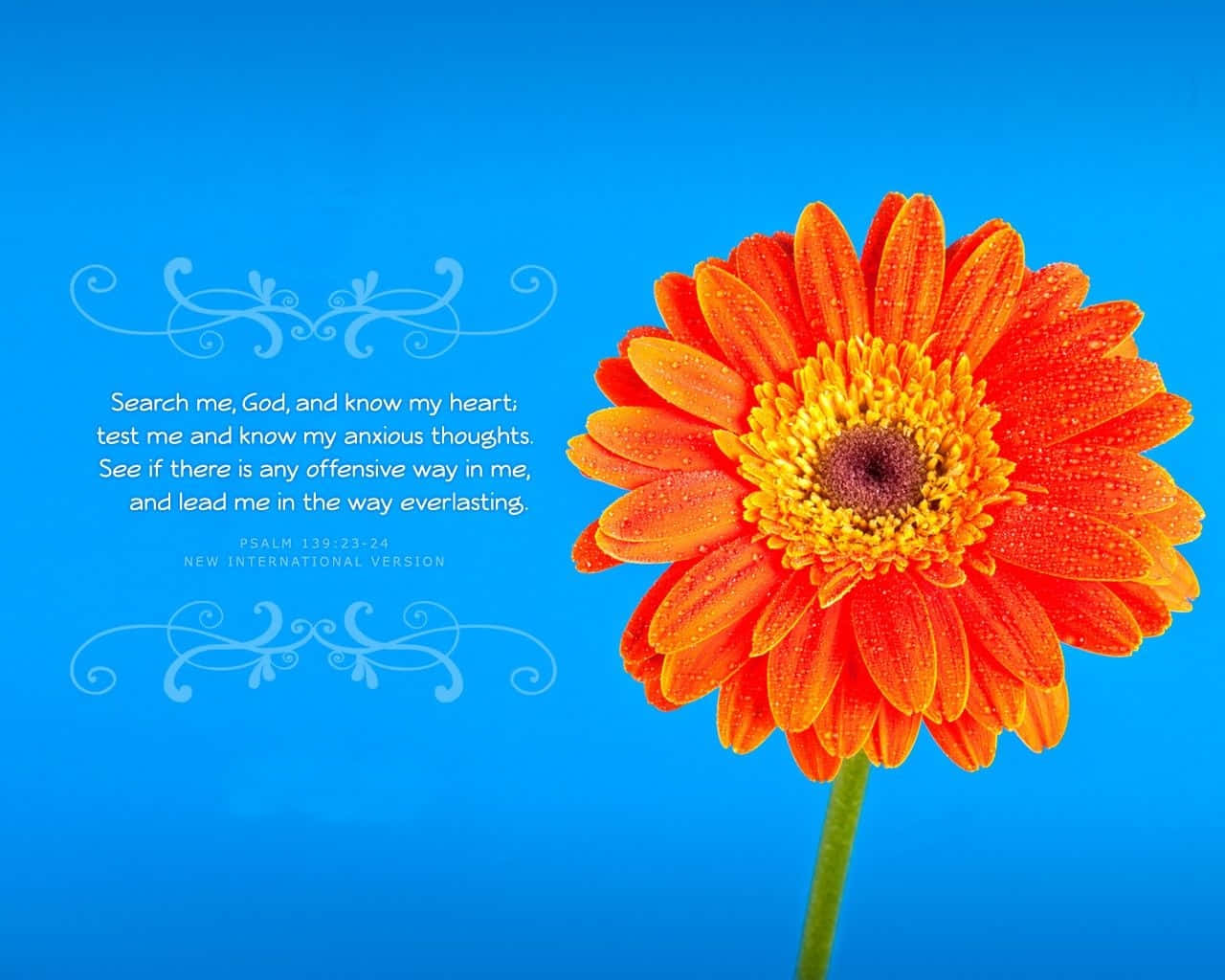 CrossCards Computer, vibrant orange gerbera daisy, dew drops, HD Desktop Wallpaper