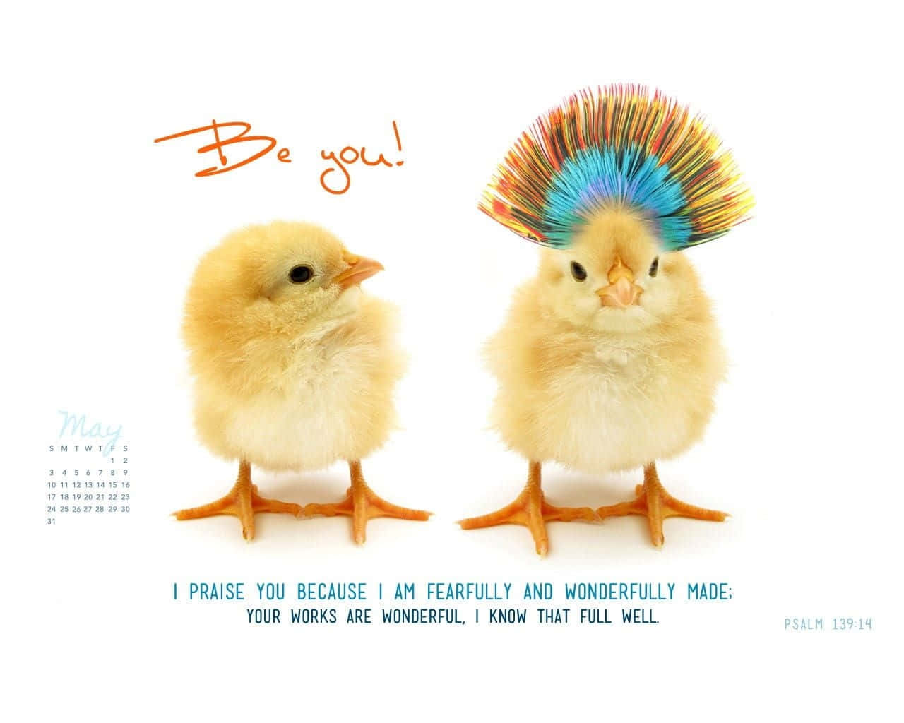 crosscards computer, rainbow feather crown, fluffy chicks, HD Desktop Wallpaper