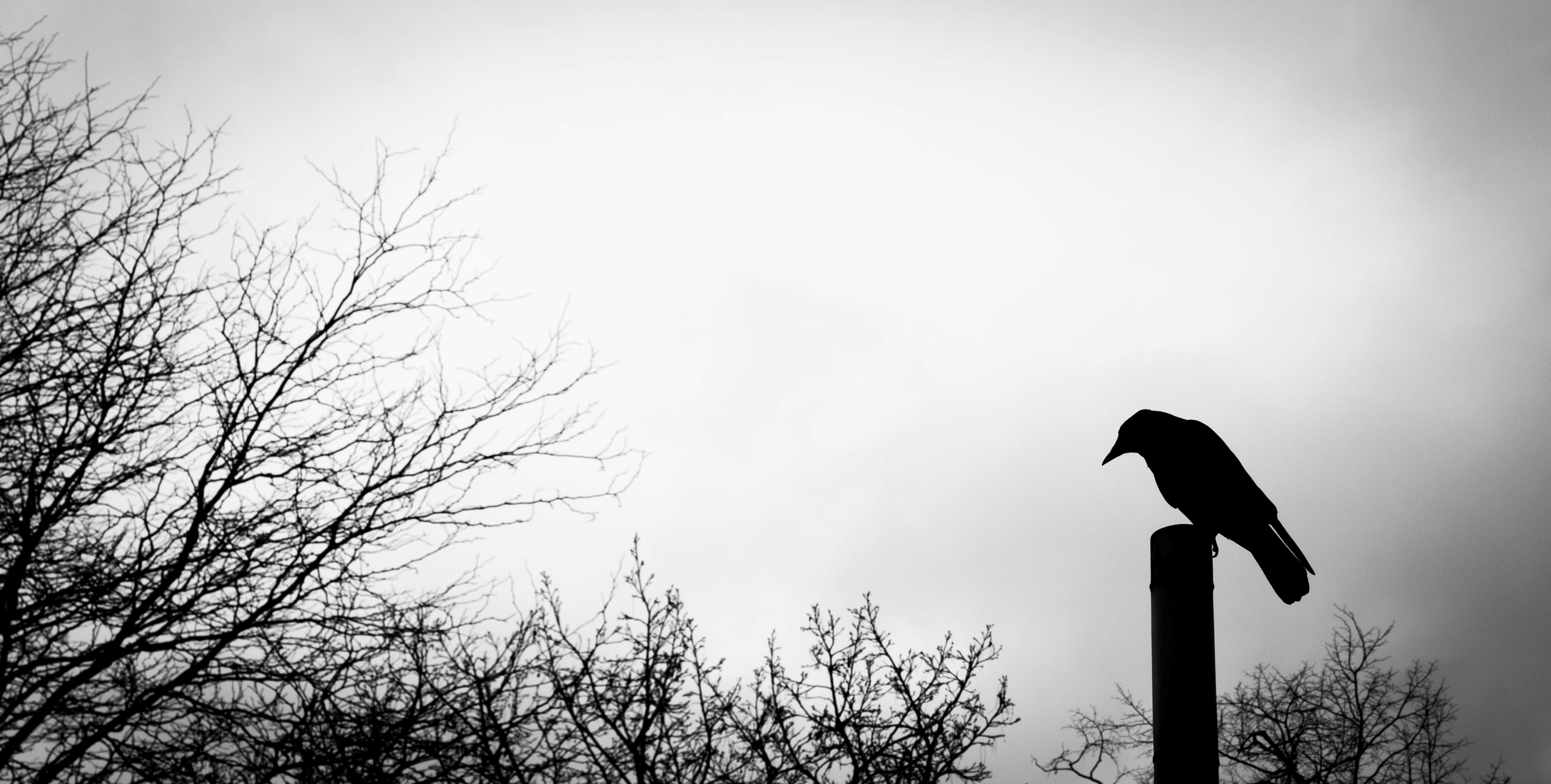 crow, wooden pole, cloudy sky, 5K Desktop Wallpaper
