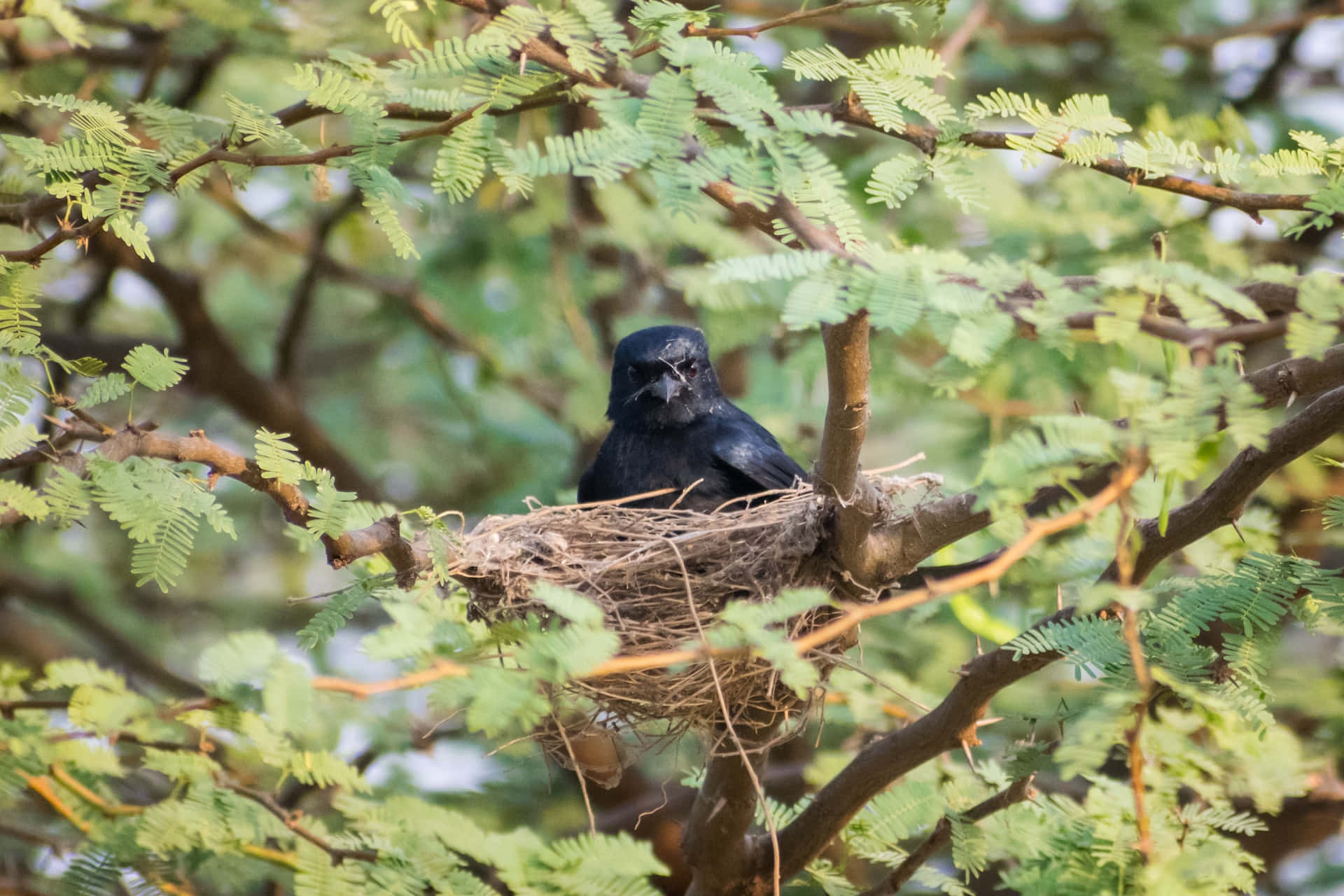 Crow, glossy black, woven nest, Full HD Desktop Wallpaper