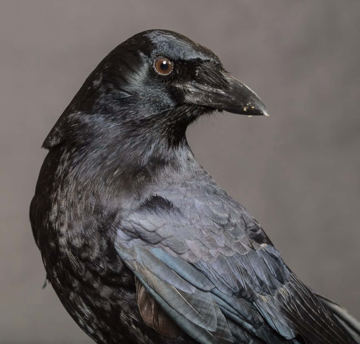 crow, glossy black, detailed feathers, SD Desktop Wallpaper