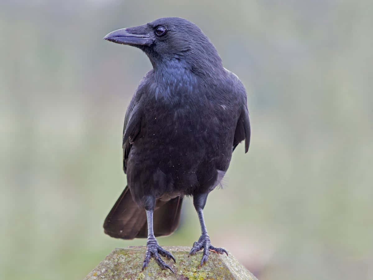 glossy black crow, mossy stone, soft blurred green background, SD Desktop Wallpaper