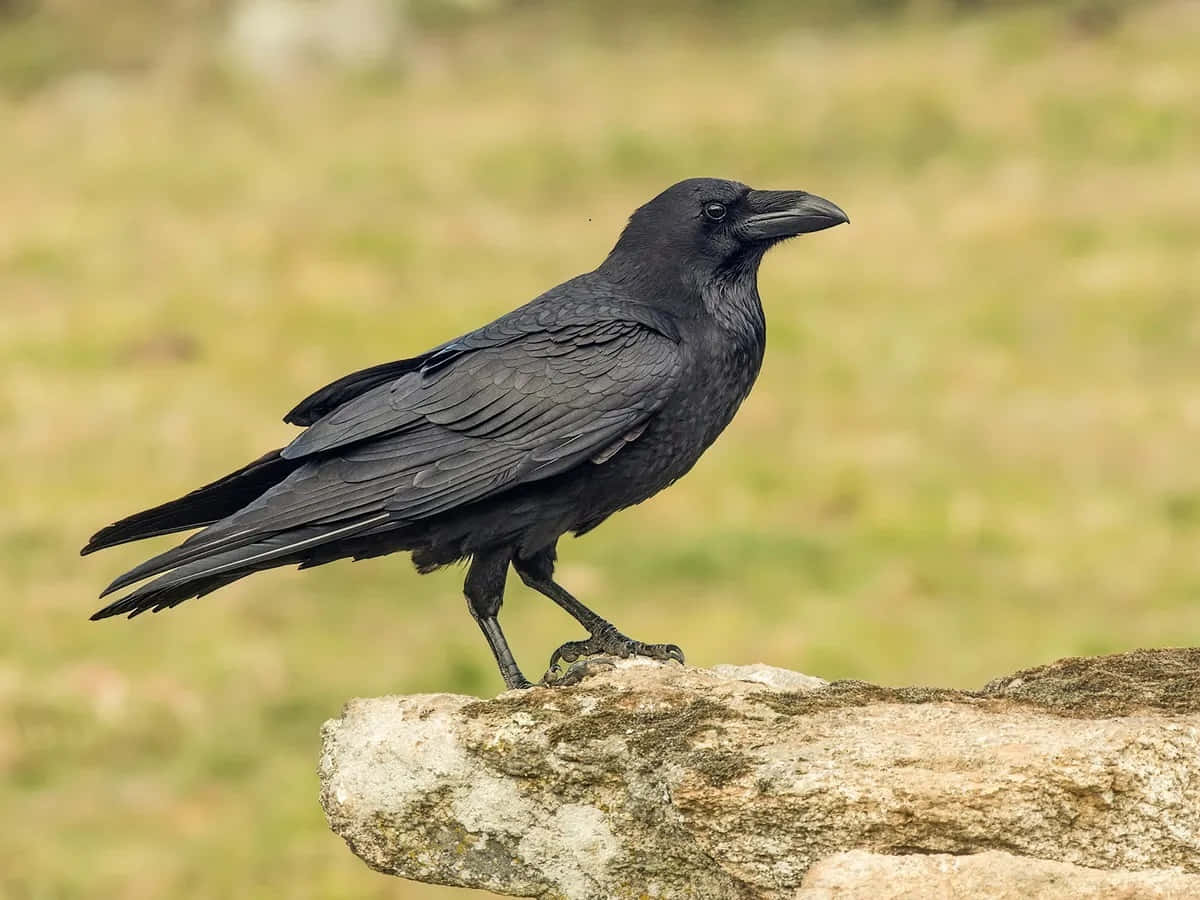 crow, branch, glossy black raven, SD Desktop Wallpaper