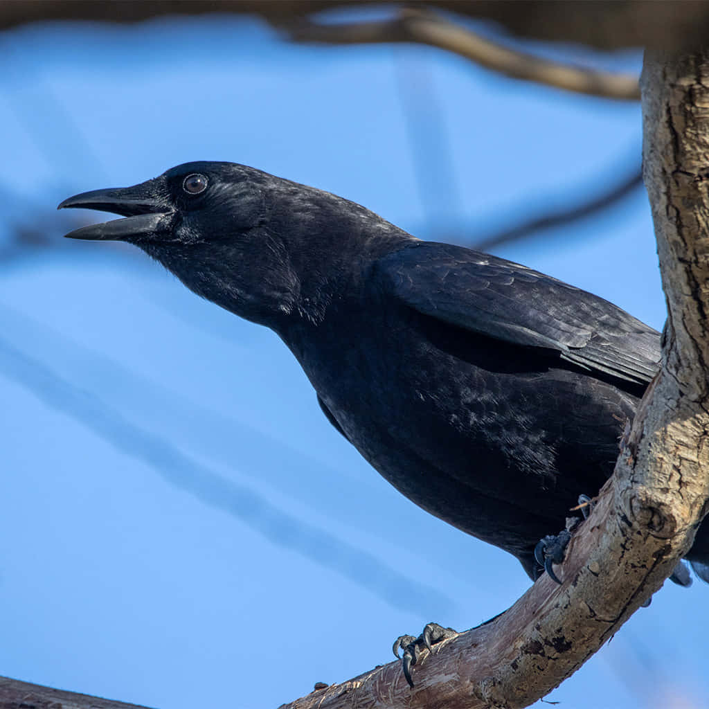 crow, winter snow, glossy black, SD Desktop Wallpaper