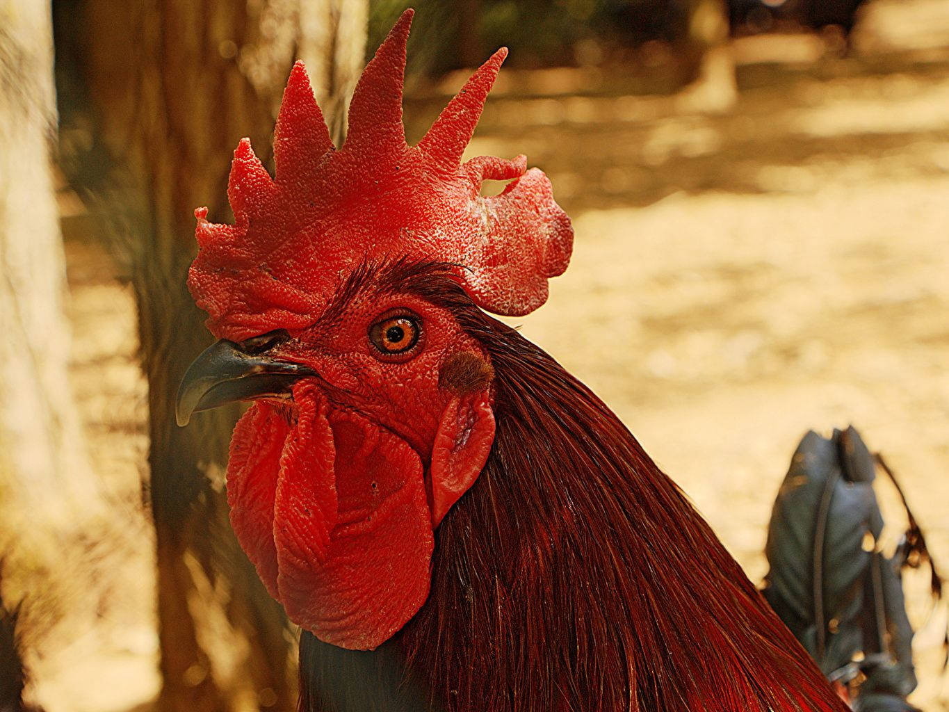 rooster, red crown comb, vibrant red, HD Desktop Wallpaper
