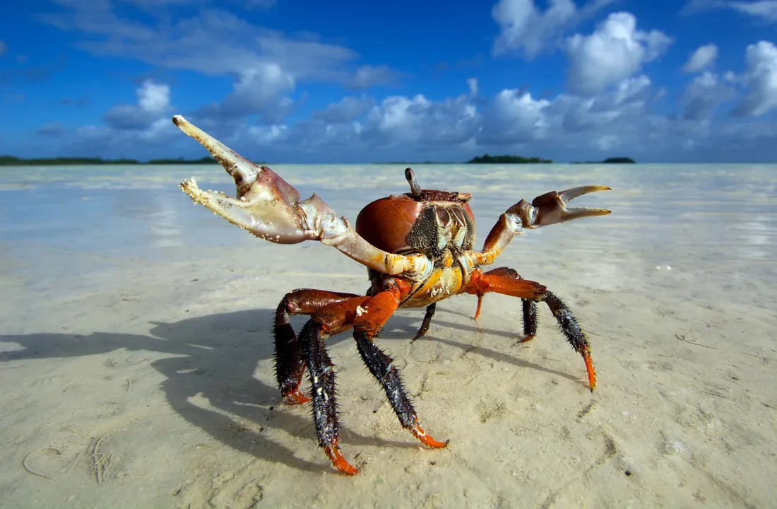 Crustaceans