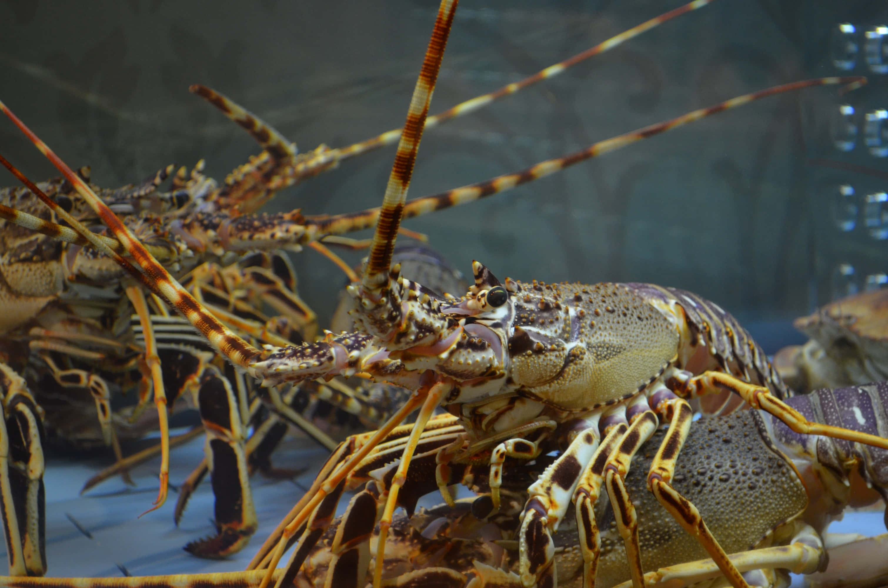 spiny lobster, vibrant orange and brown stripes, aquarium tank, 2K Desktop Wallpaper