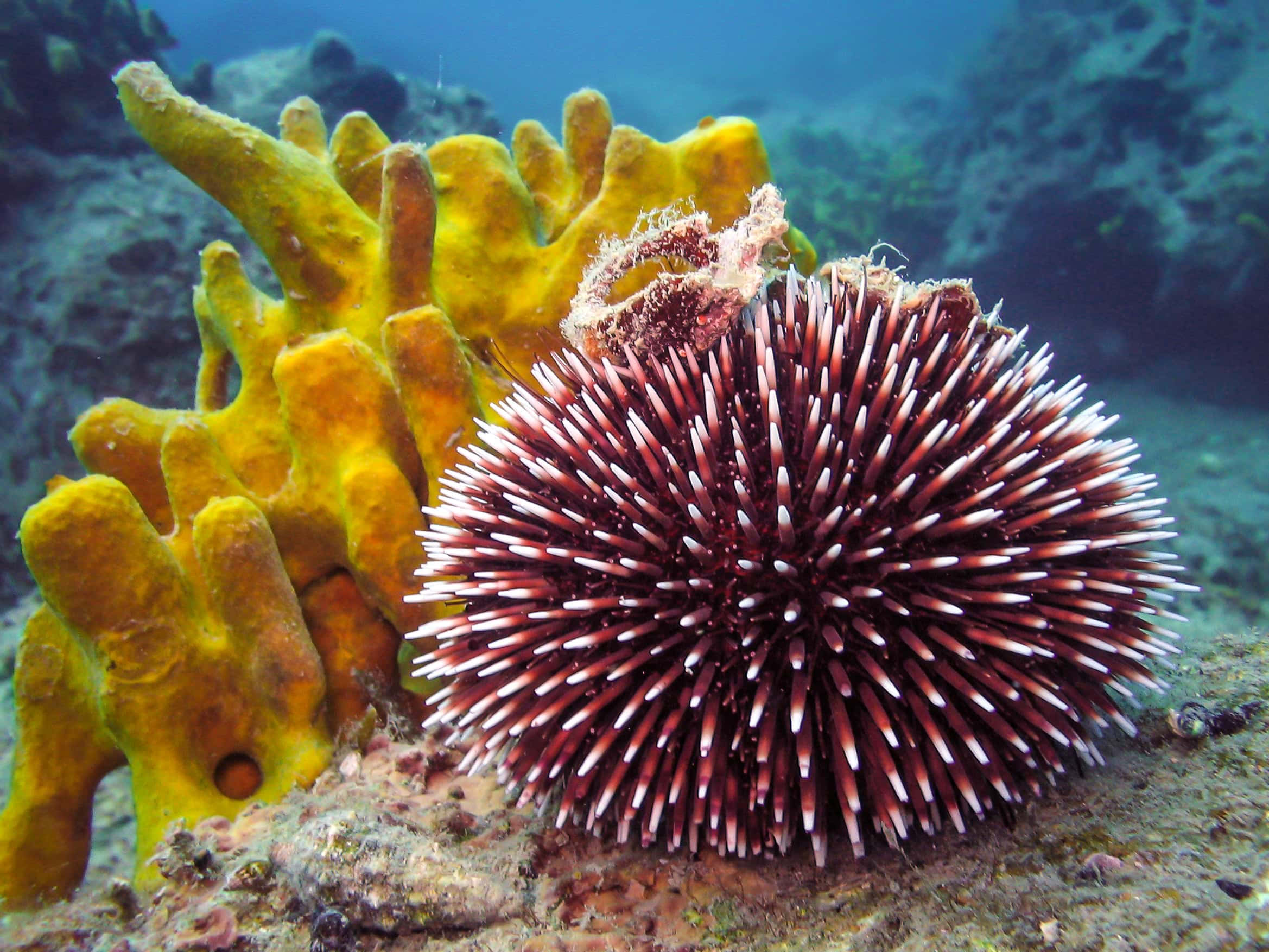 sea urchin, coral reef, red and white spines, Full HD Desktop Wallpaper