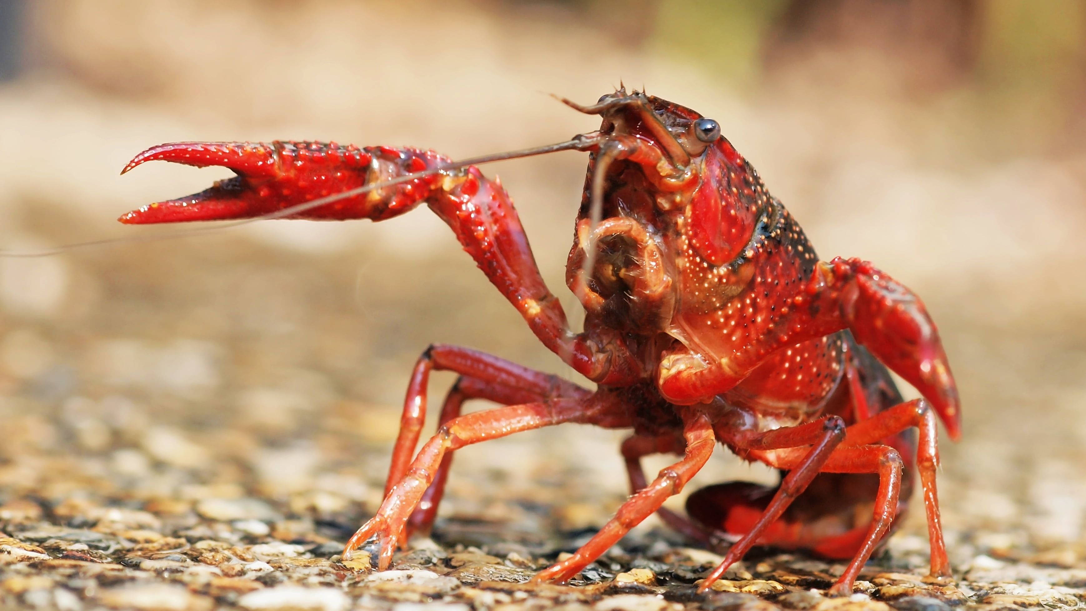 lobster, gravel, vibrant red, 2K Desktop Wallpaper