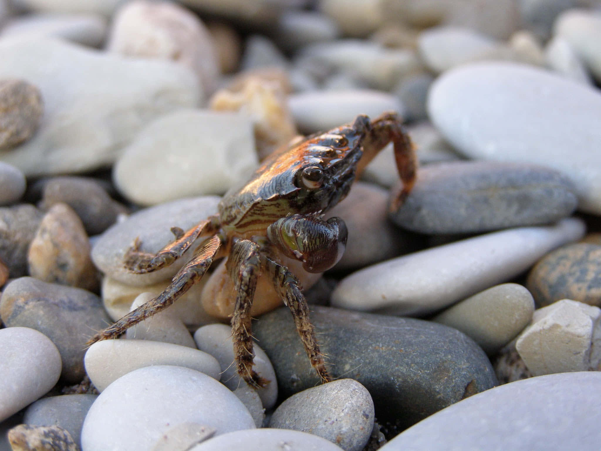 crustacean, striped shell, smooth gray and white pebbles, Full HD Desktop Wallpaper