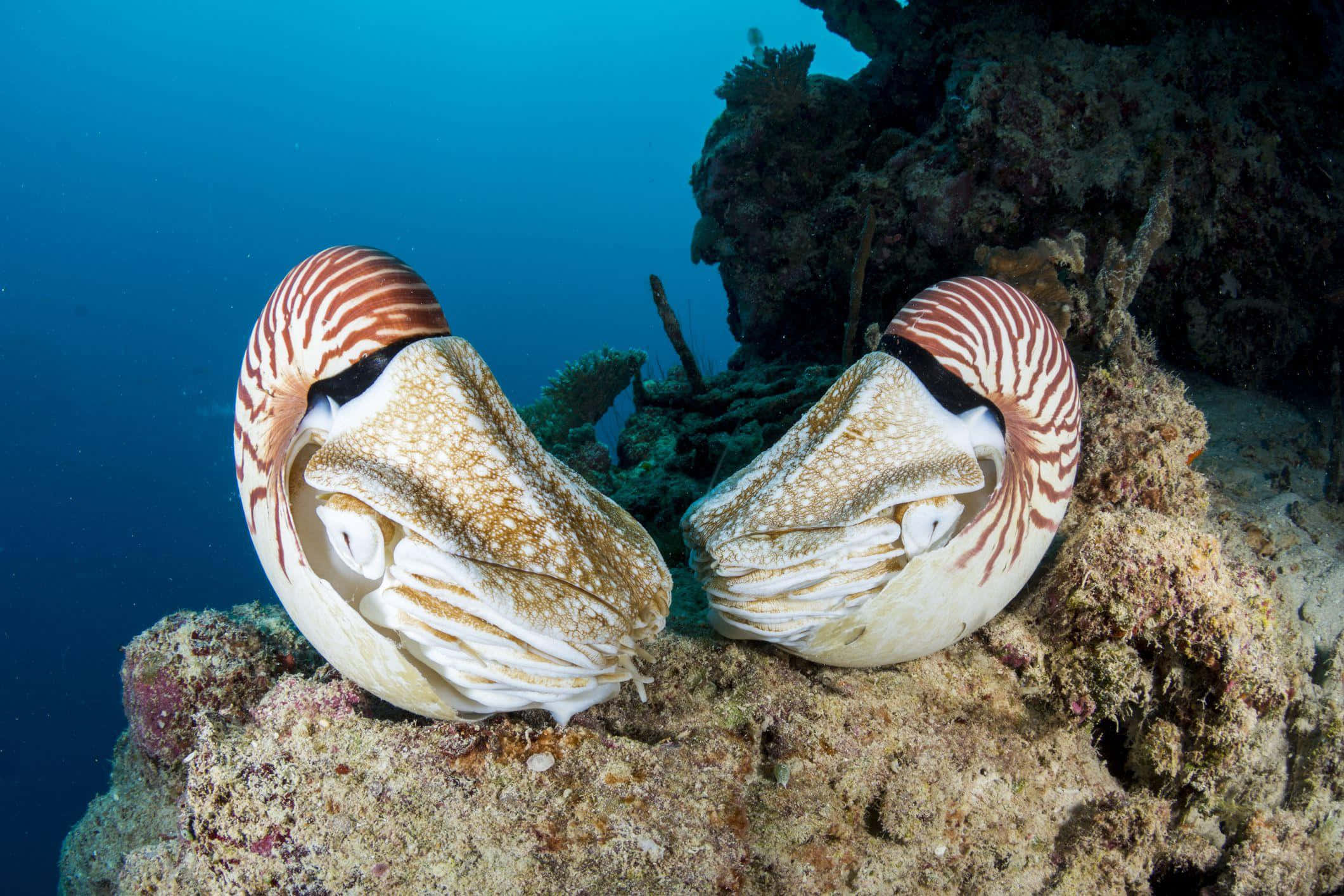 nautilus pair, striped shells, coral reef, Full HD Desktop Wallpaper