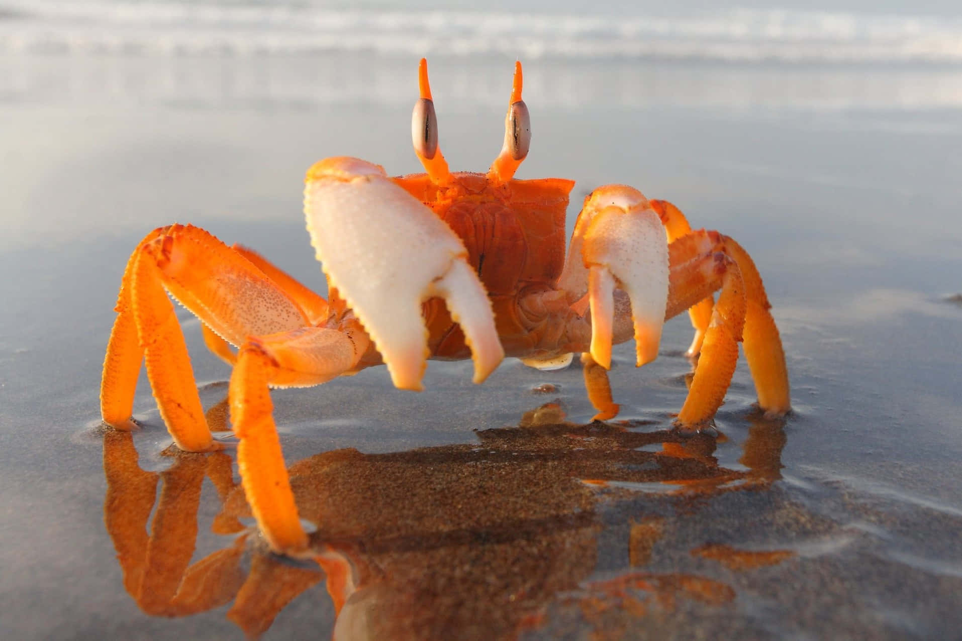 orange crab, white claws, shallow water, HD Desktop Wallpaper