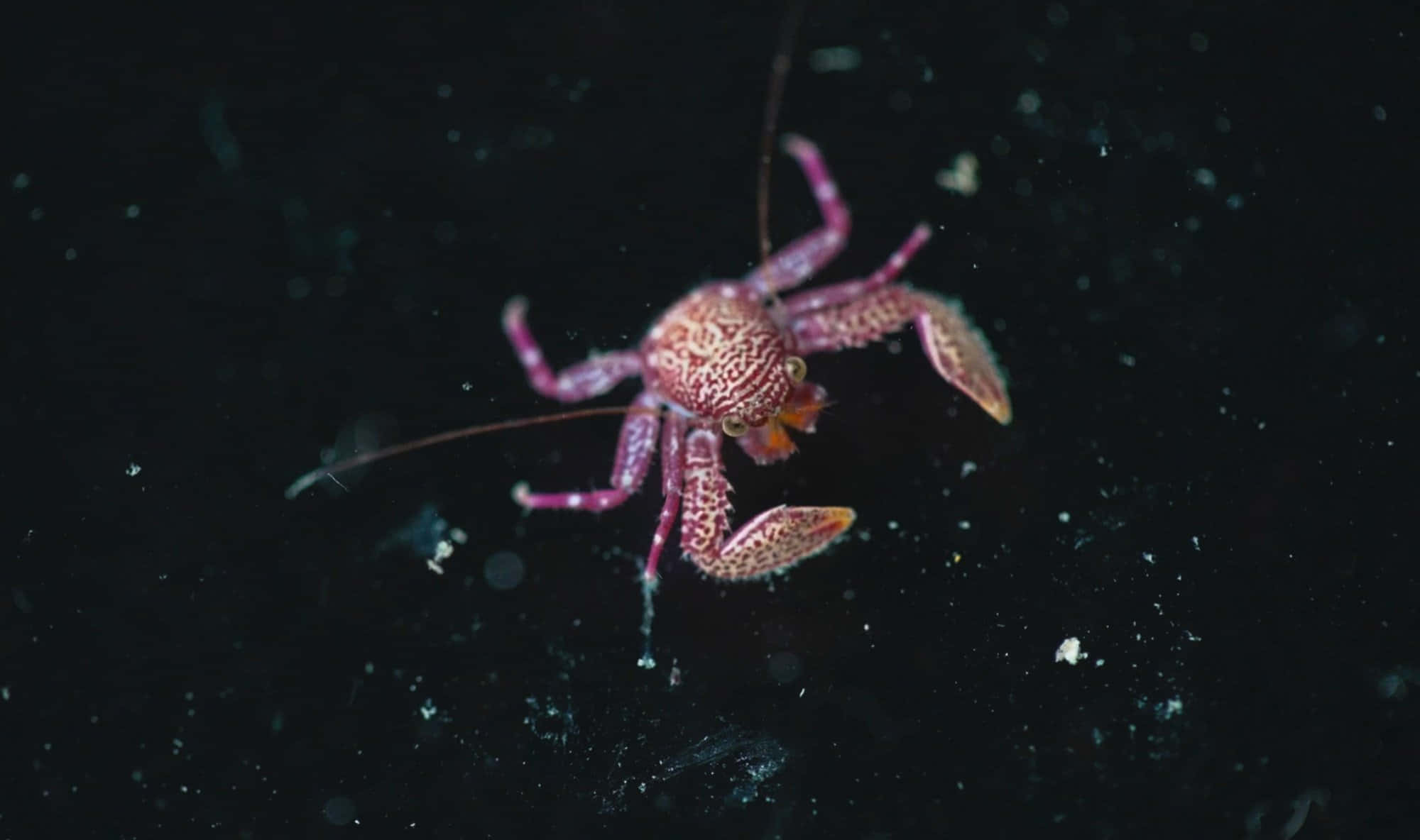 pink speckled crab, dark ocean floor, sediment, Full HD Desktop Wallpaper