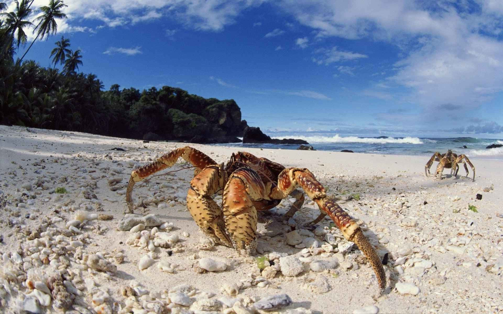 coconut crab, tropical beach, coral-sand beach, Full HD Desktop Wallpaper