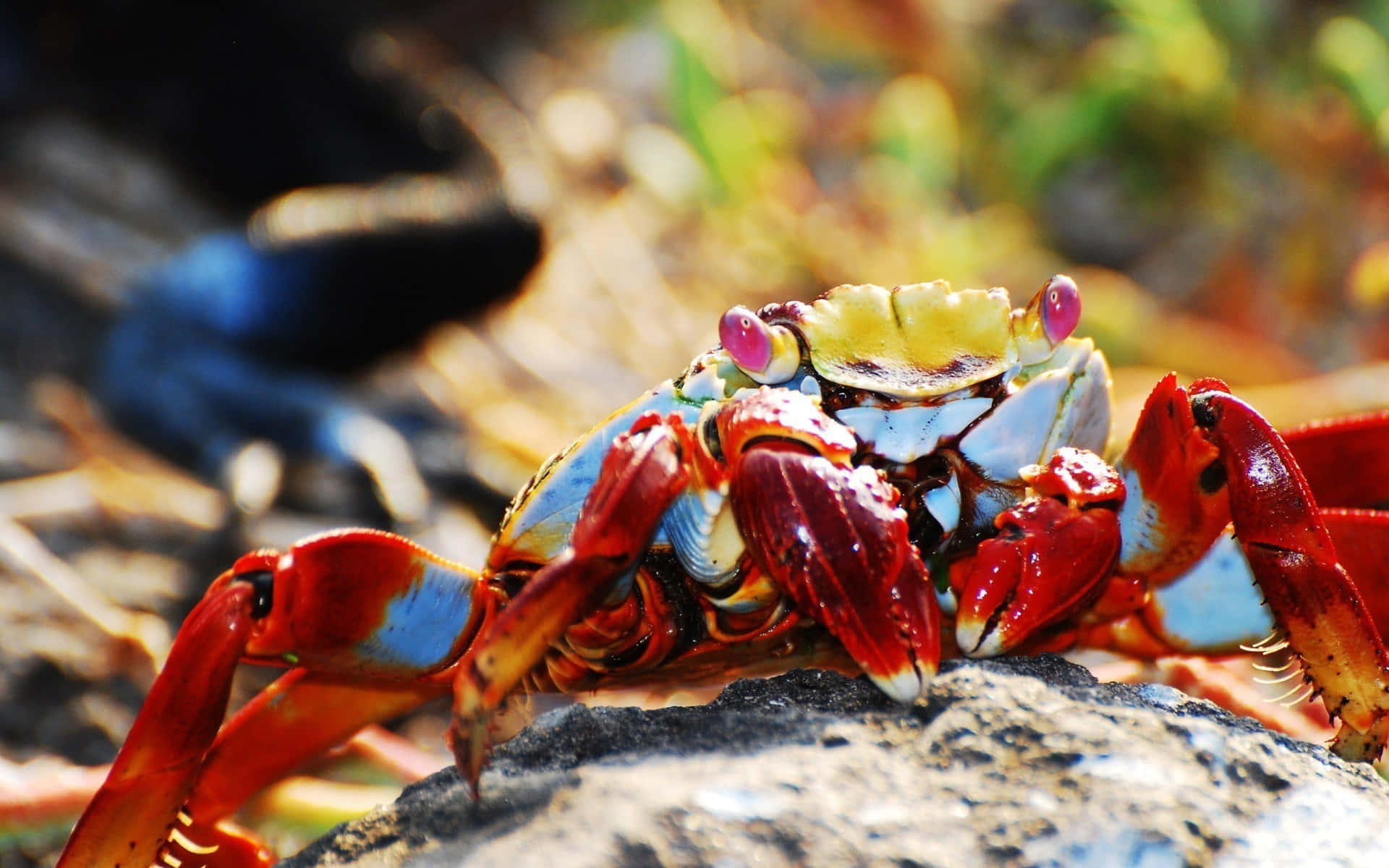 colorful crab, red and blue crab, pink eyes, Full HD Desktop Wallpaper