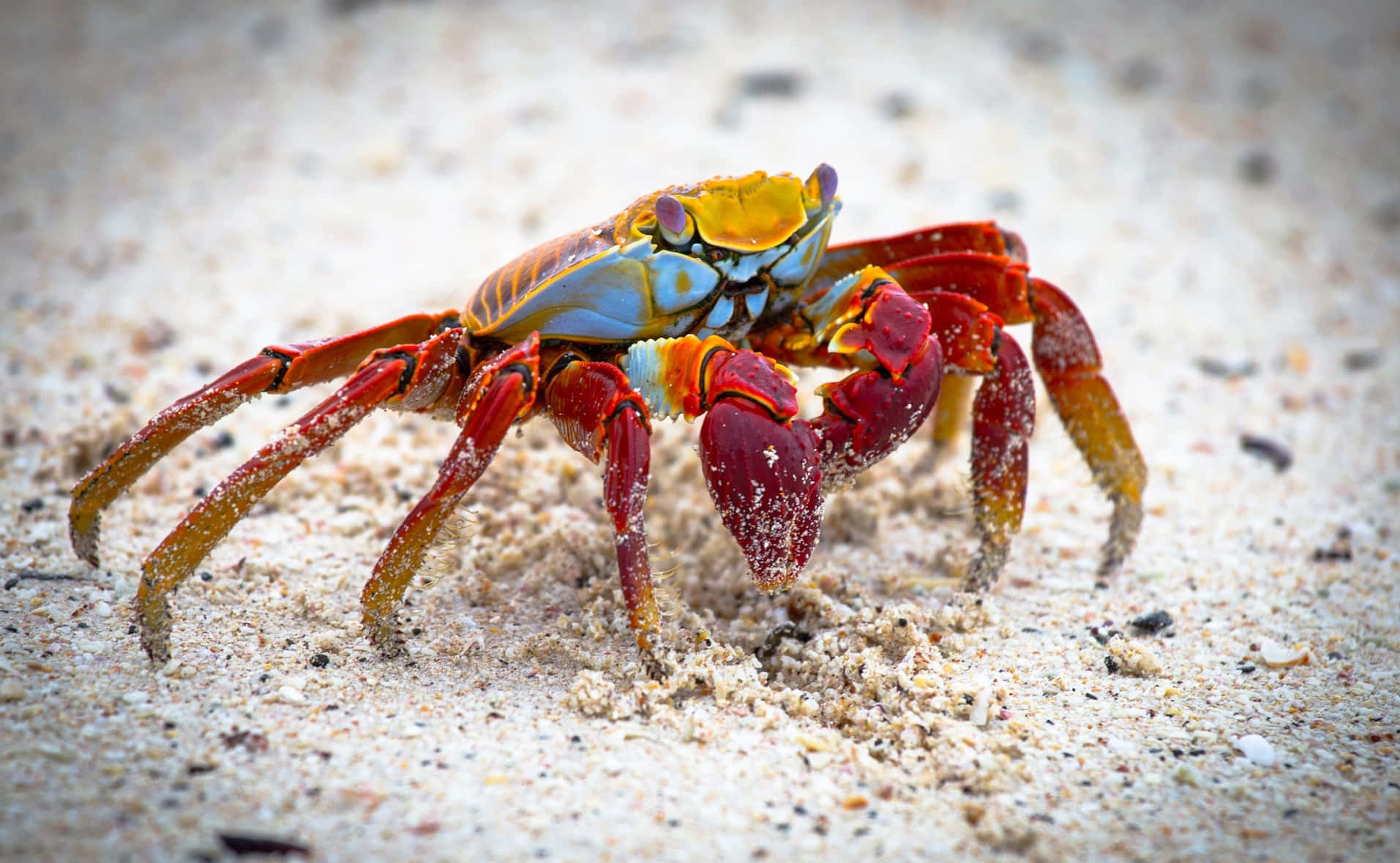 colorful crab, sandy beach, vibrant red, HD Desktop Wallpaper