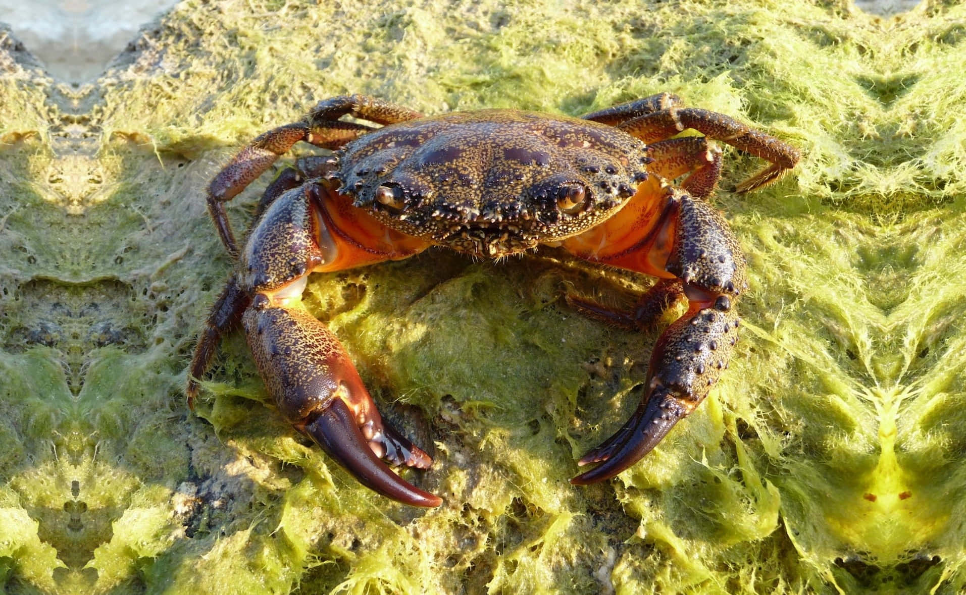 crabon, seaweed shoreline, dark brown crab, HD Desktop Wallpaper